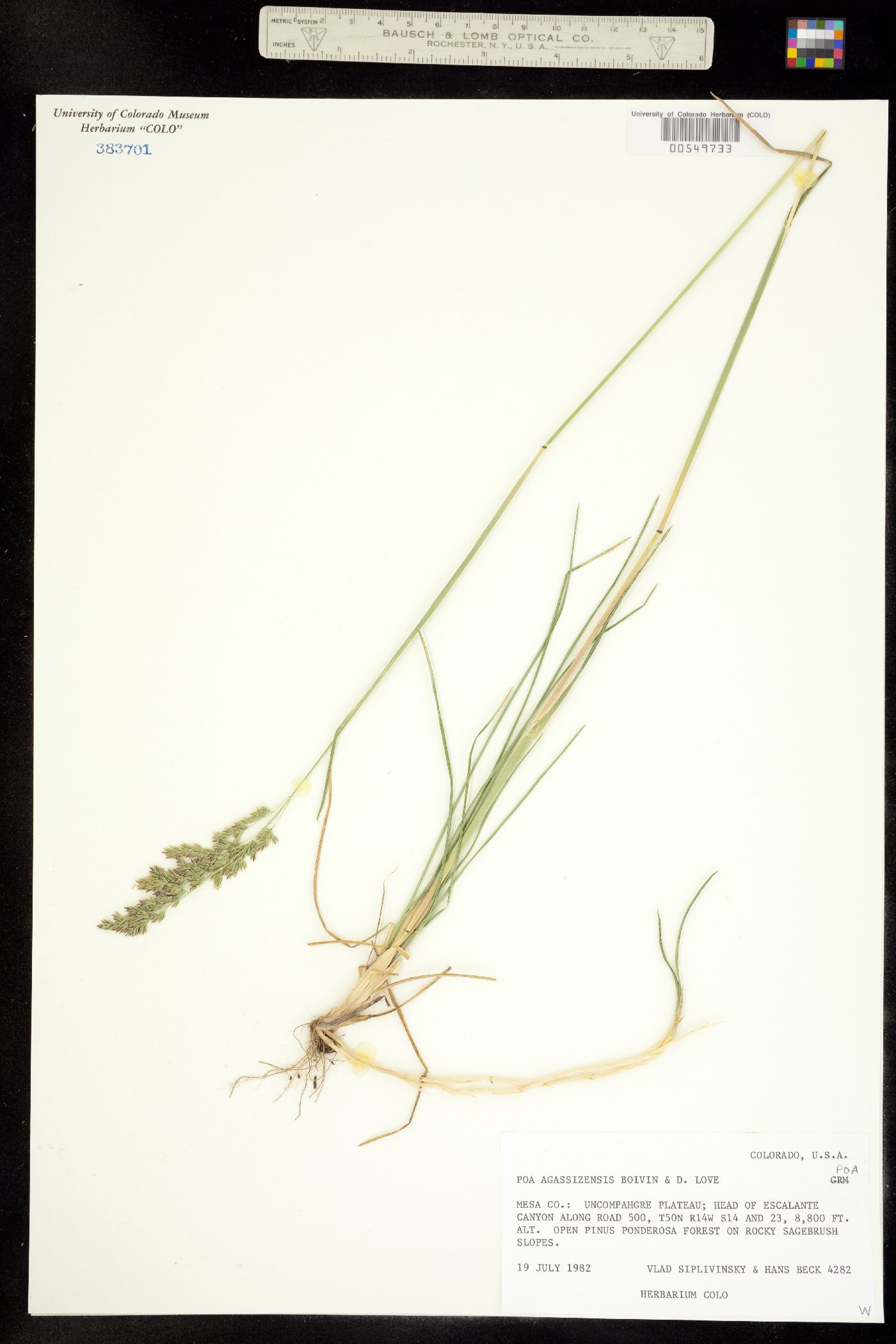 Poa pratensis image