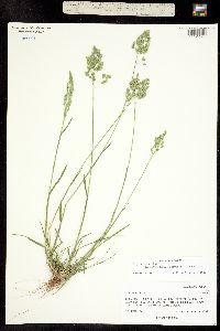 Image of Poa agassizensis