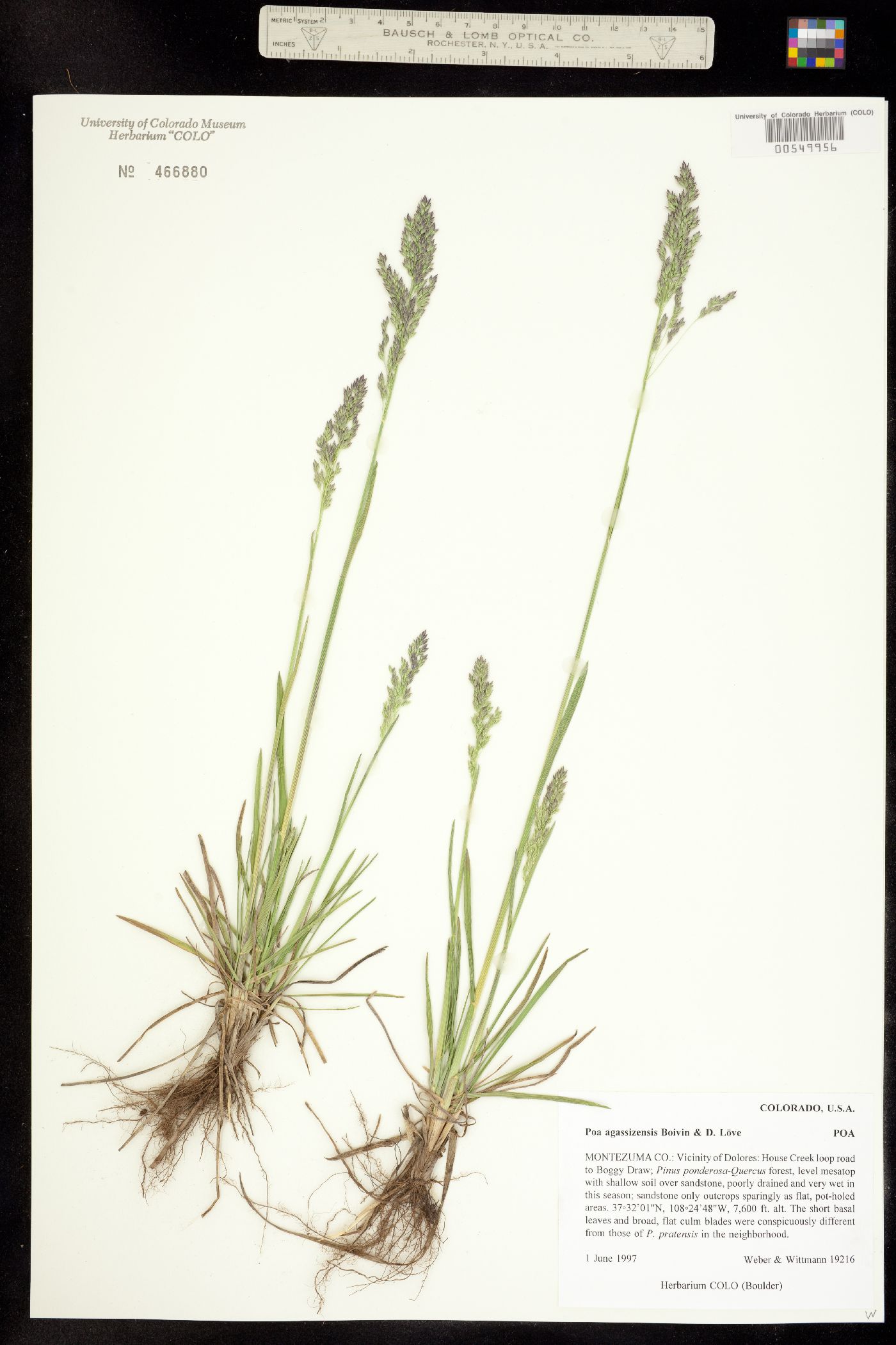 Poa pratensis image