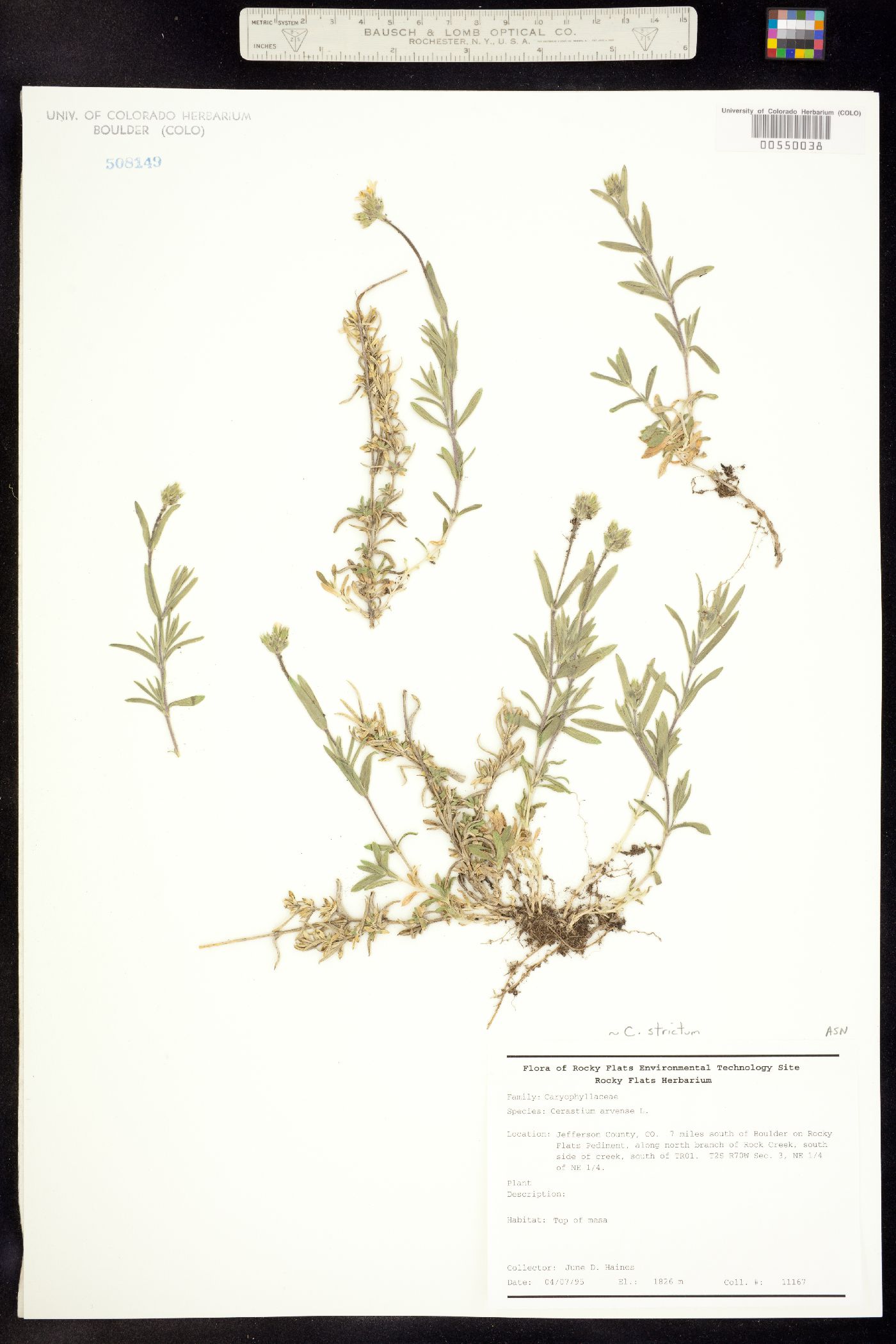 Cerastium image