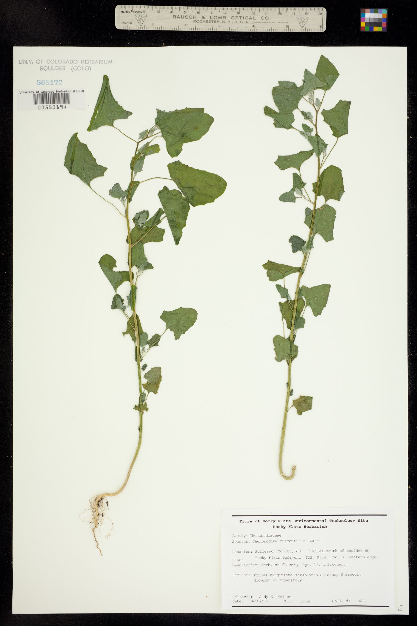 Chenopodiaceae image