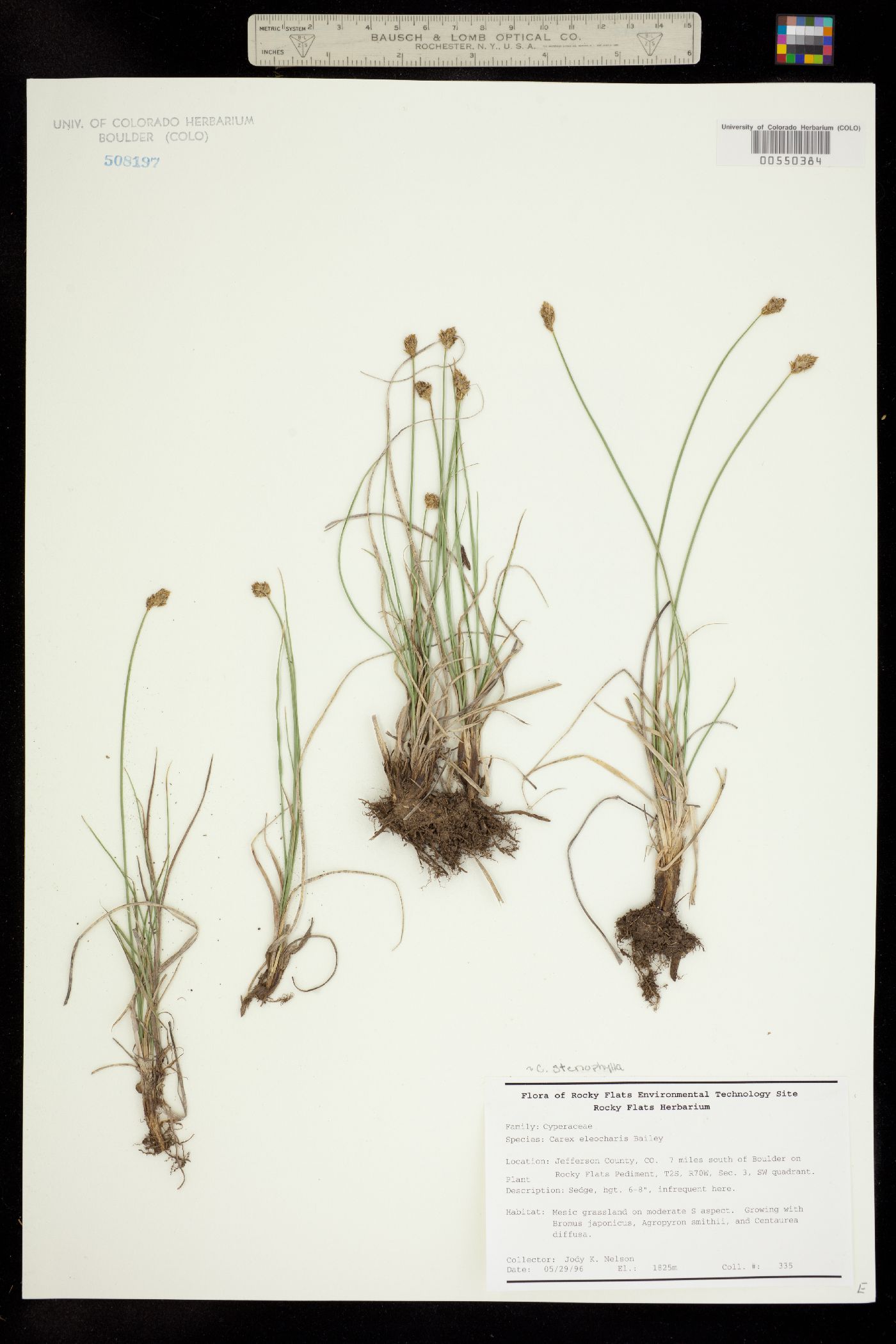 Carex duriuscula image
