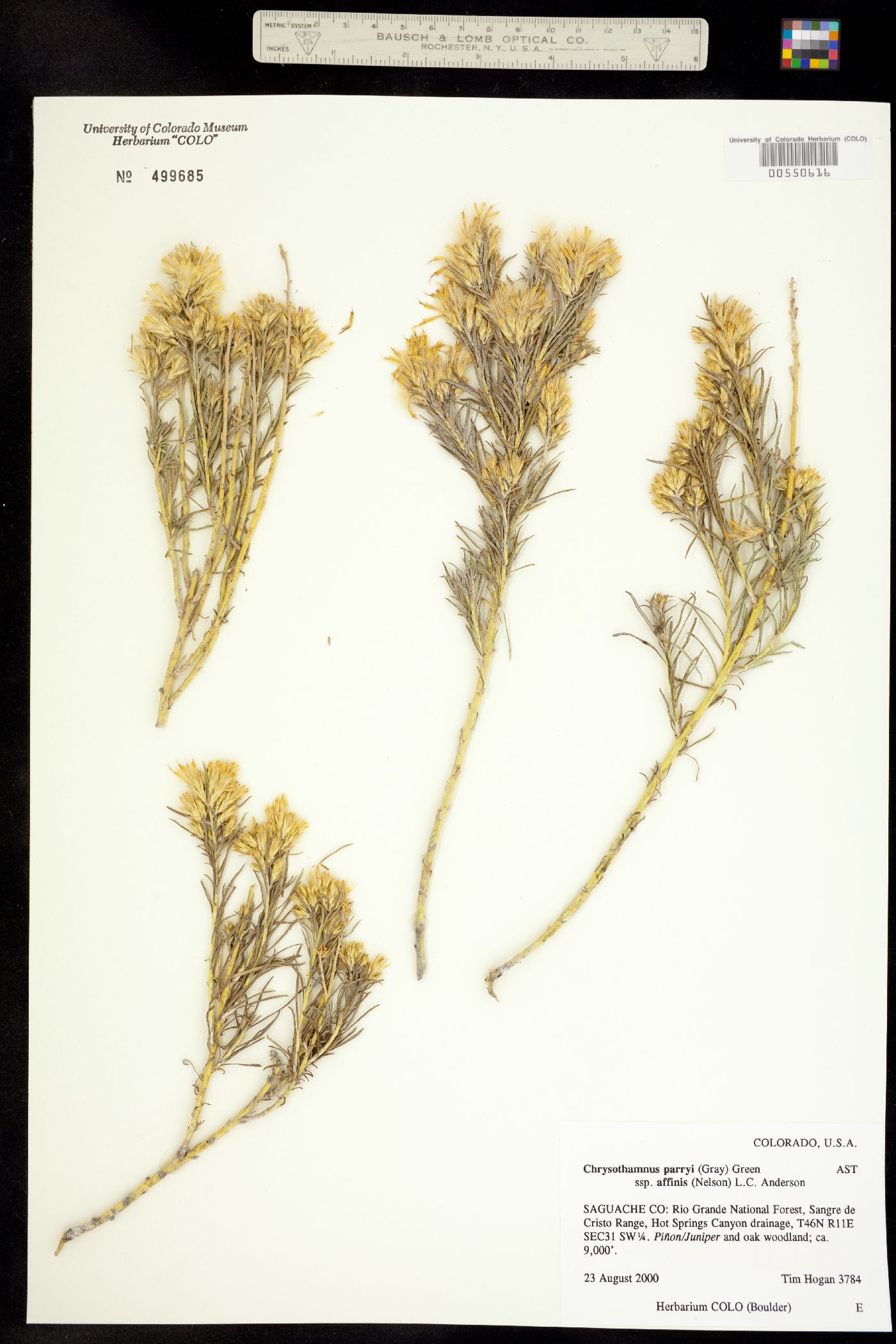 Chrysothamnus parryi ssp. affinis image