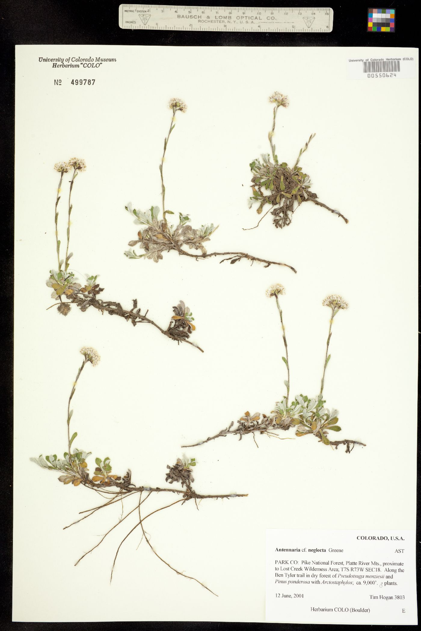 Antennaria neglecta image
