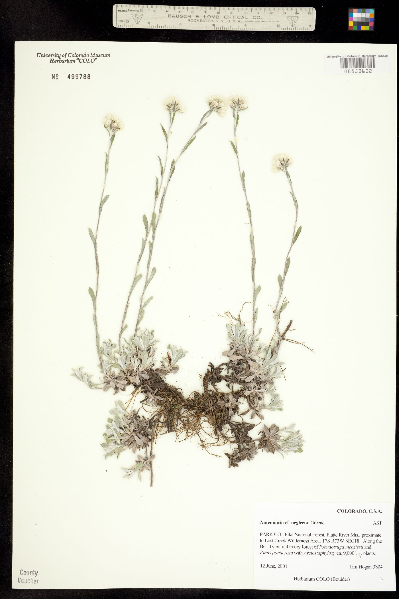 Antennaria neglecta image