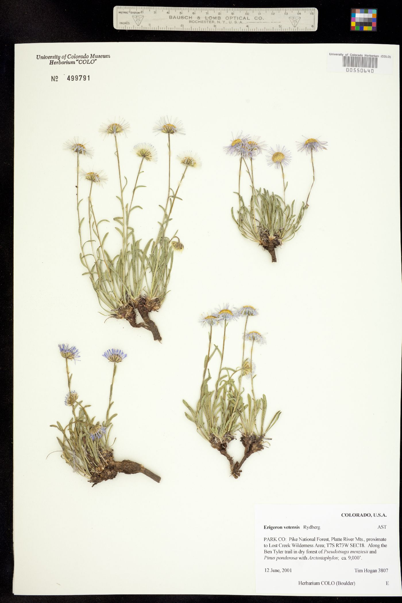 Erigeron vetensis image