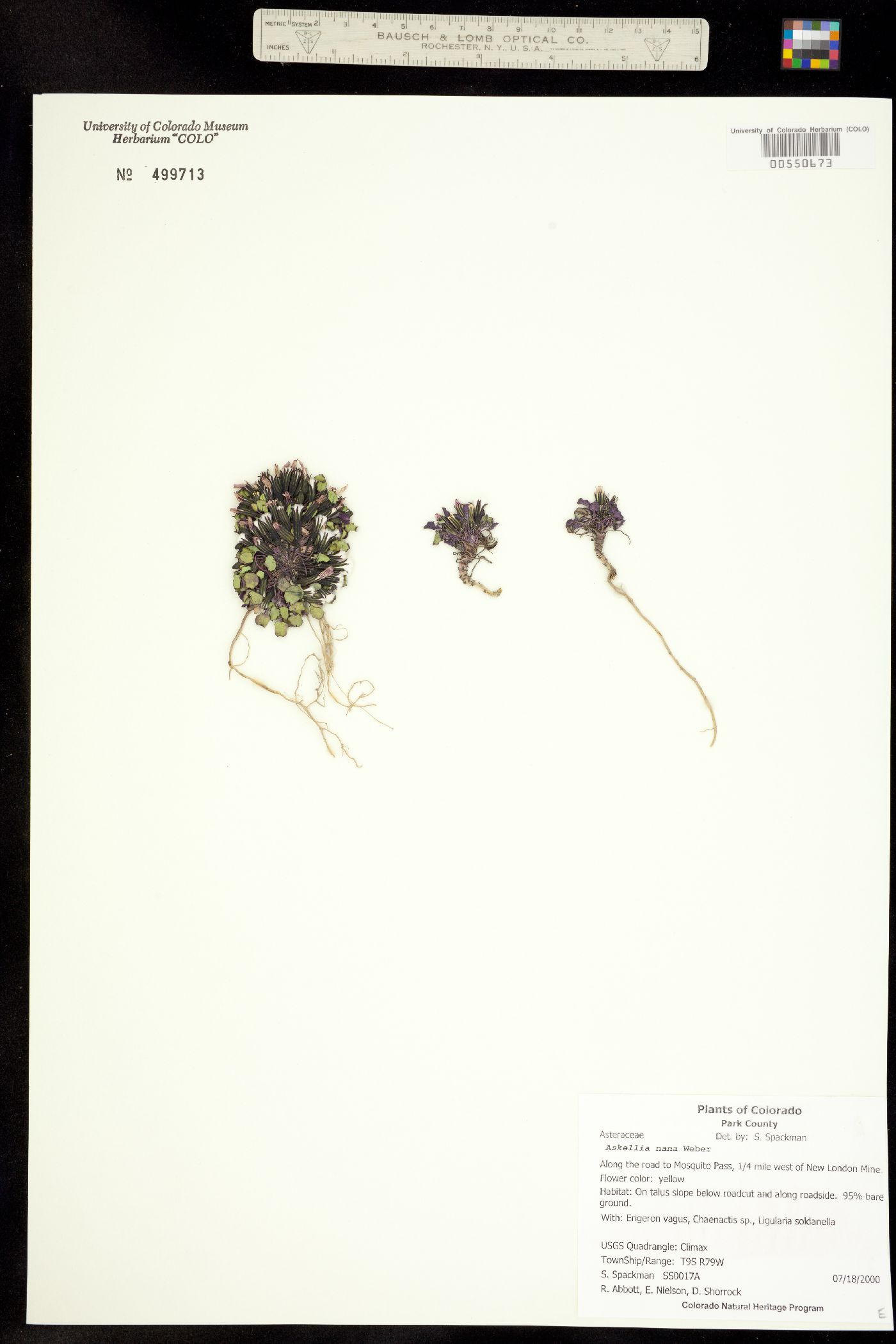 Crepis nana image
