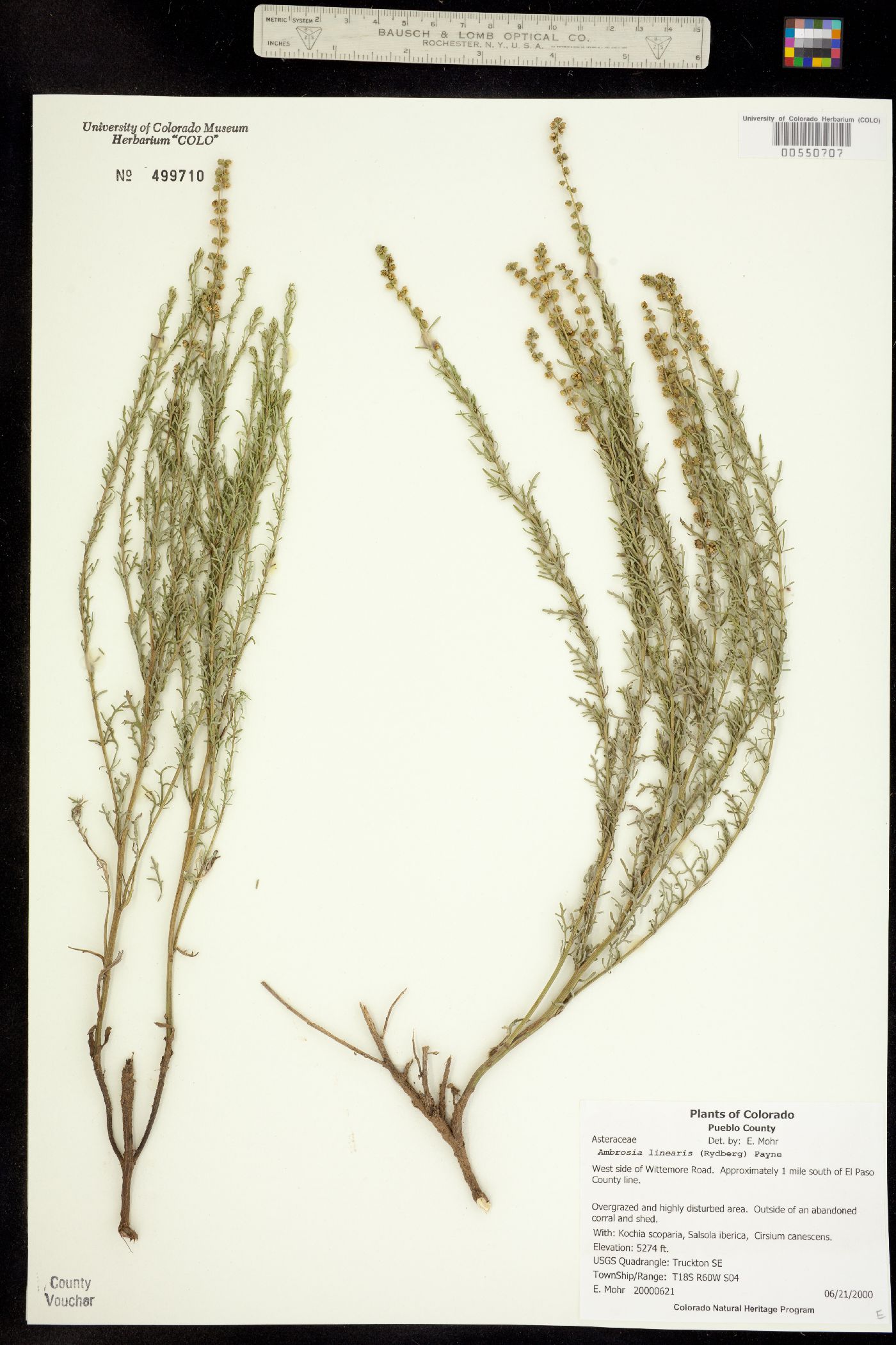 Ambrosia linearis image