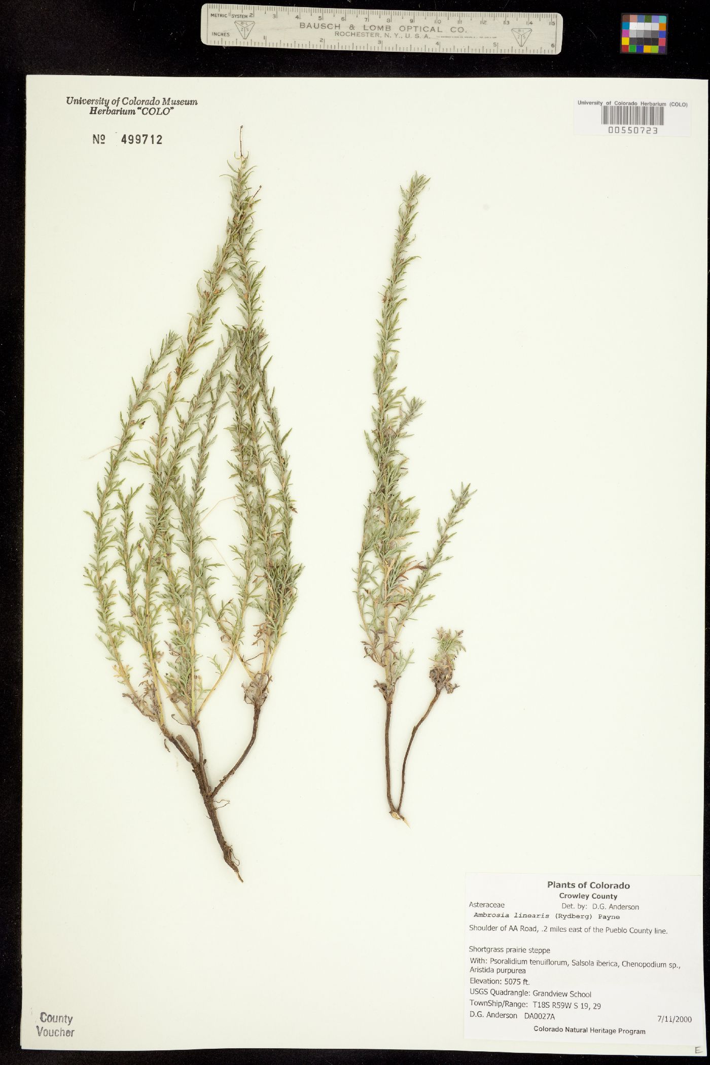 Ambrosia linearis image