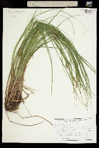 Carex lanuginosa image