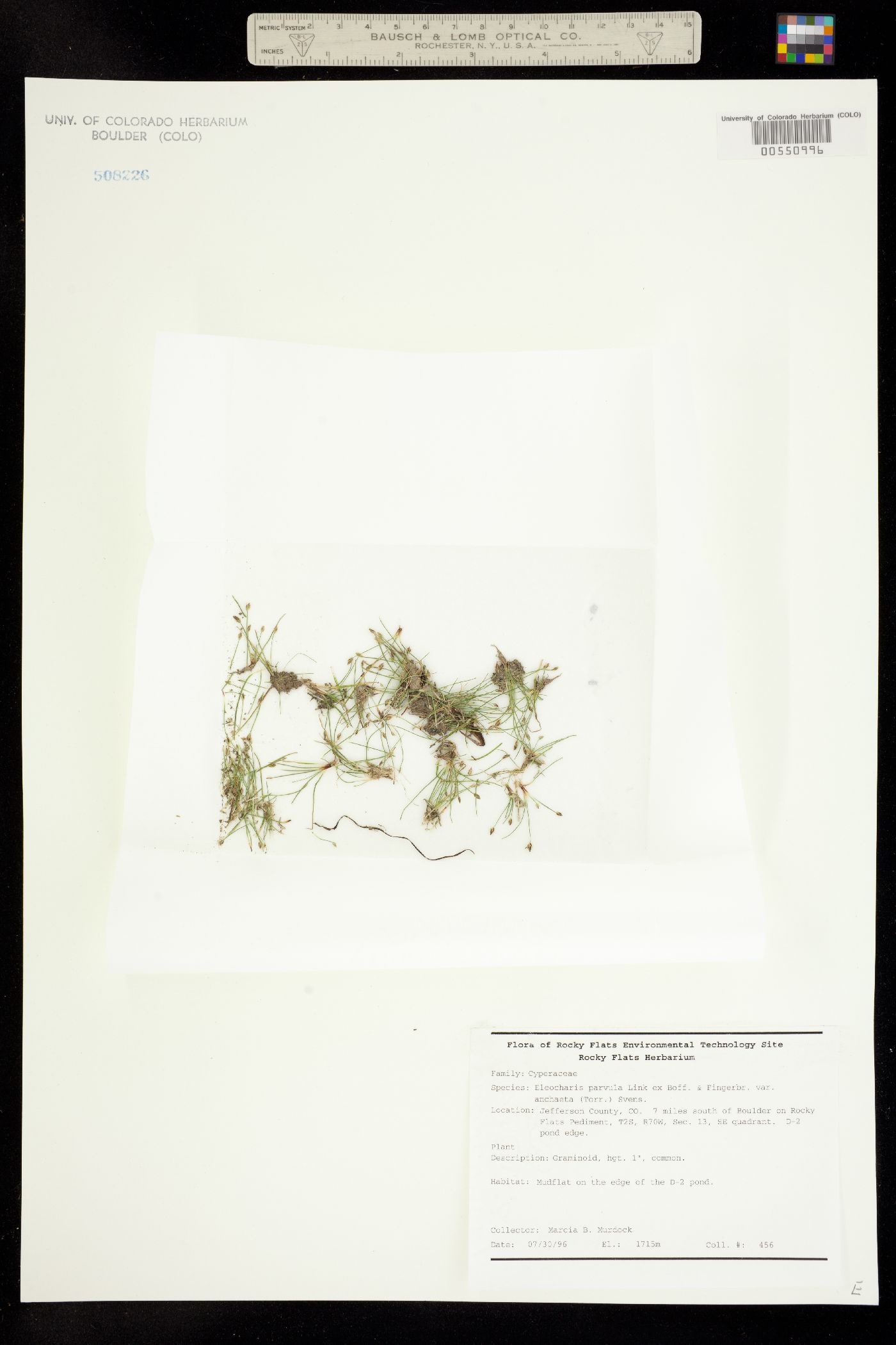 Eleocharis coloradoensis image