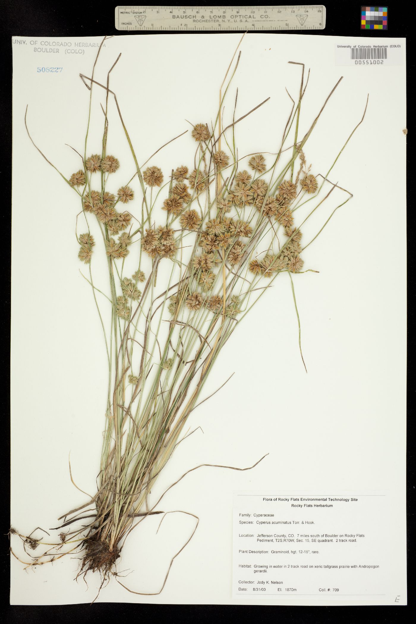 Cyperus acuminatus image
