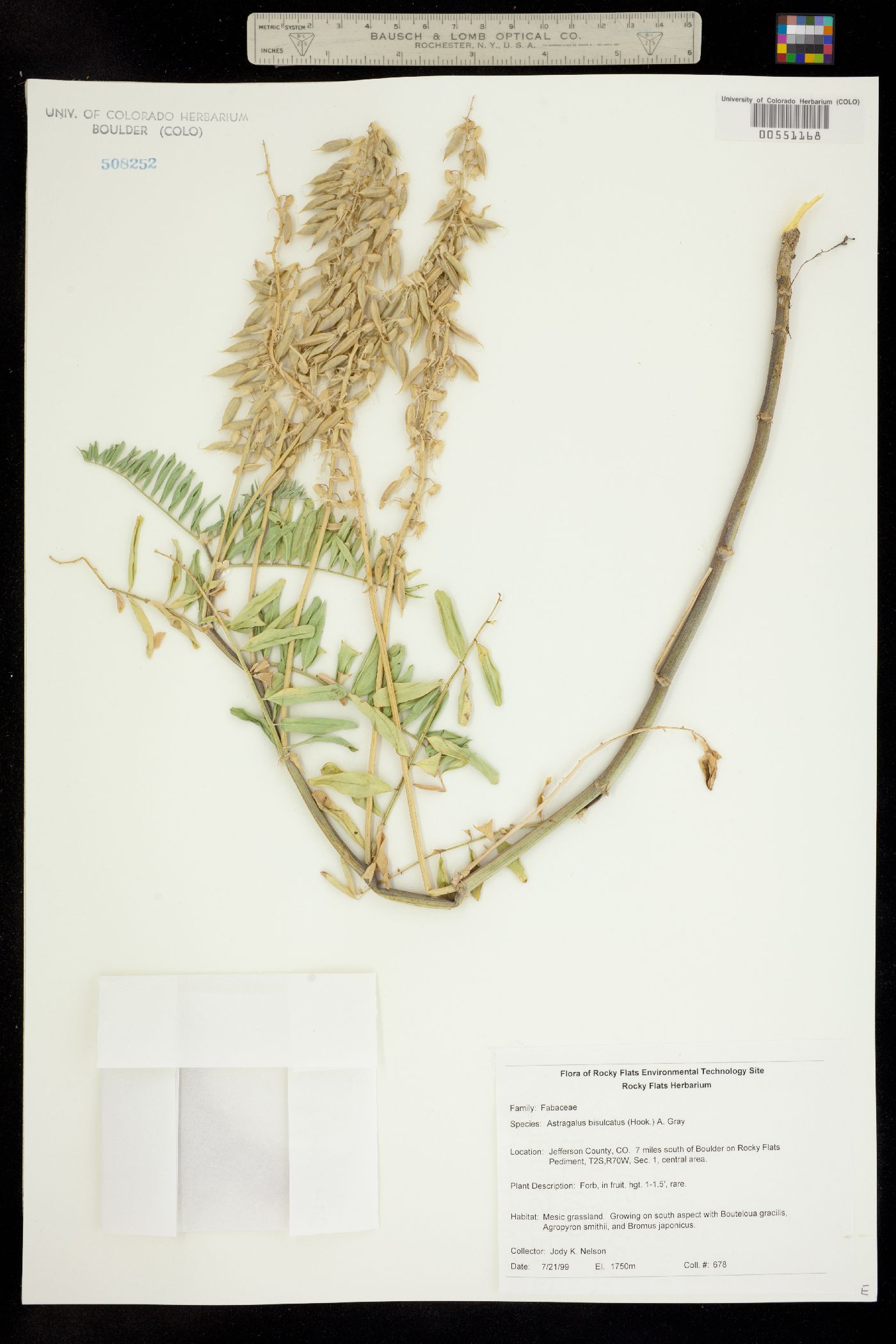 Astragalus bisulcatus image
