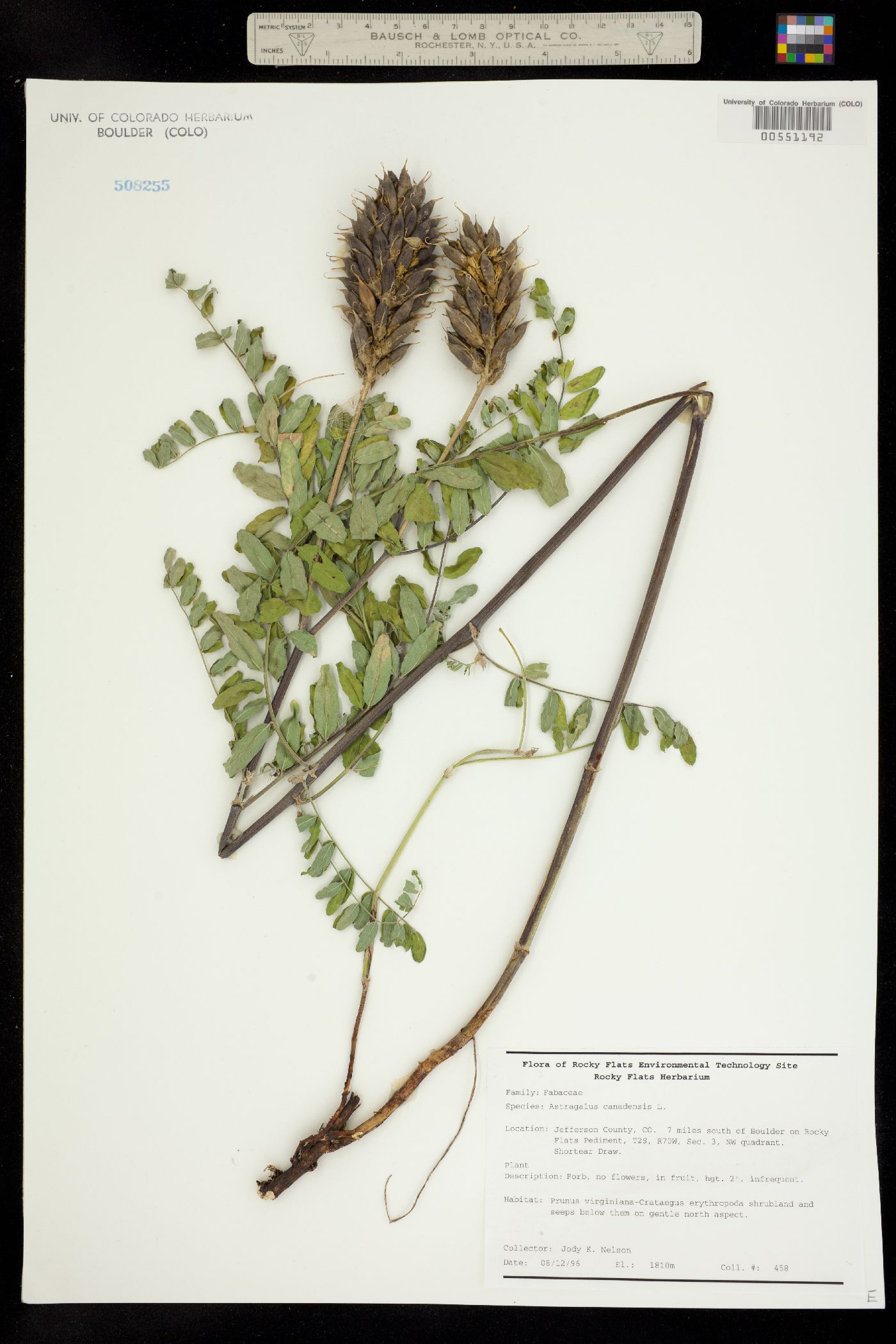 Astragalus canadensis var. canadensis image