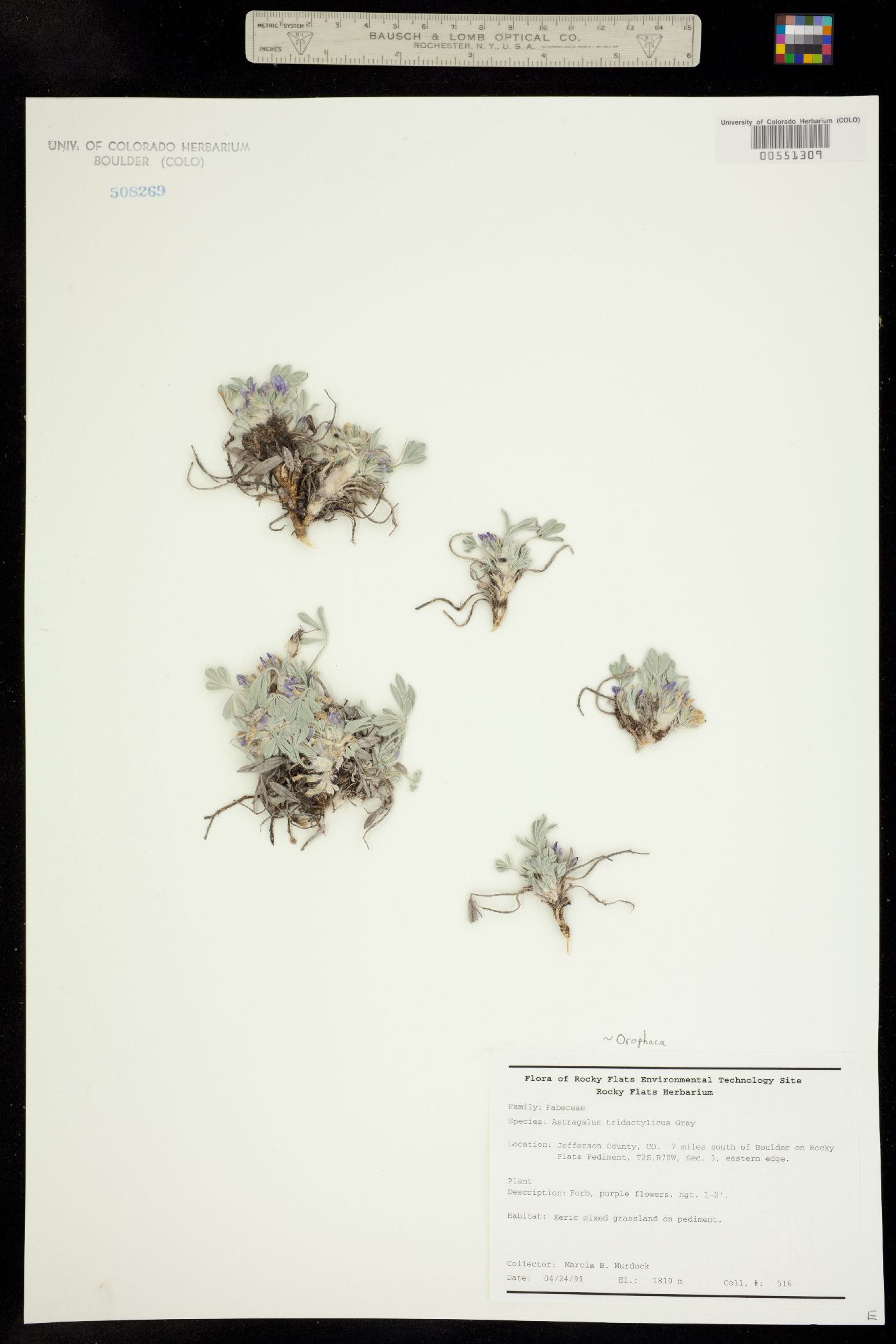 Astragalus tridactylicus image