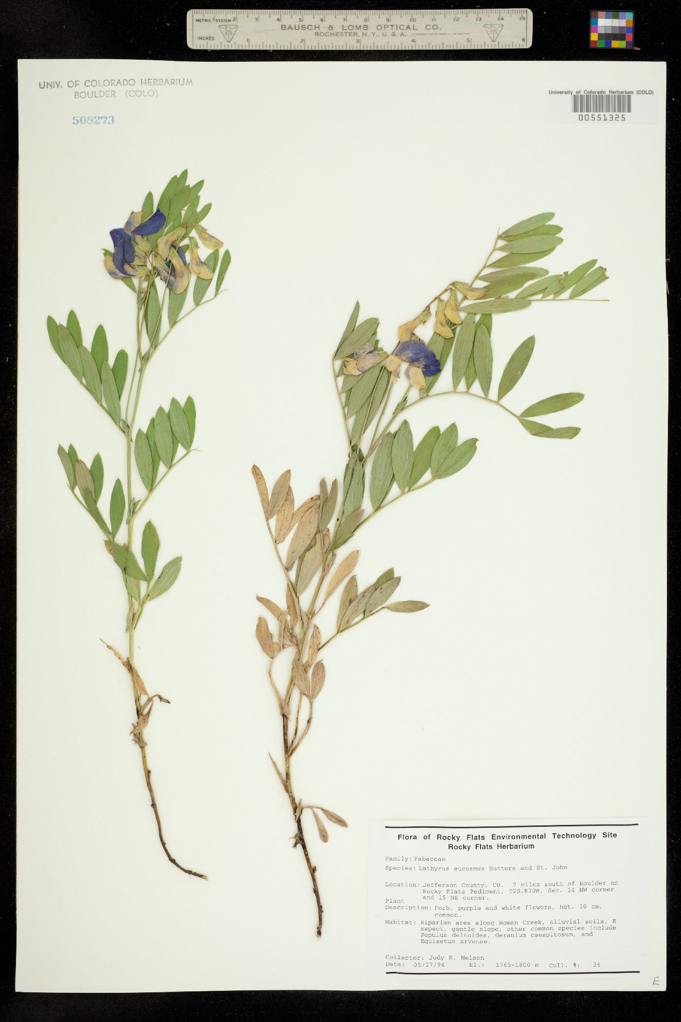 Lathyrus eucosmus image