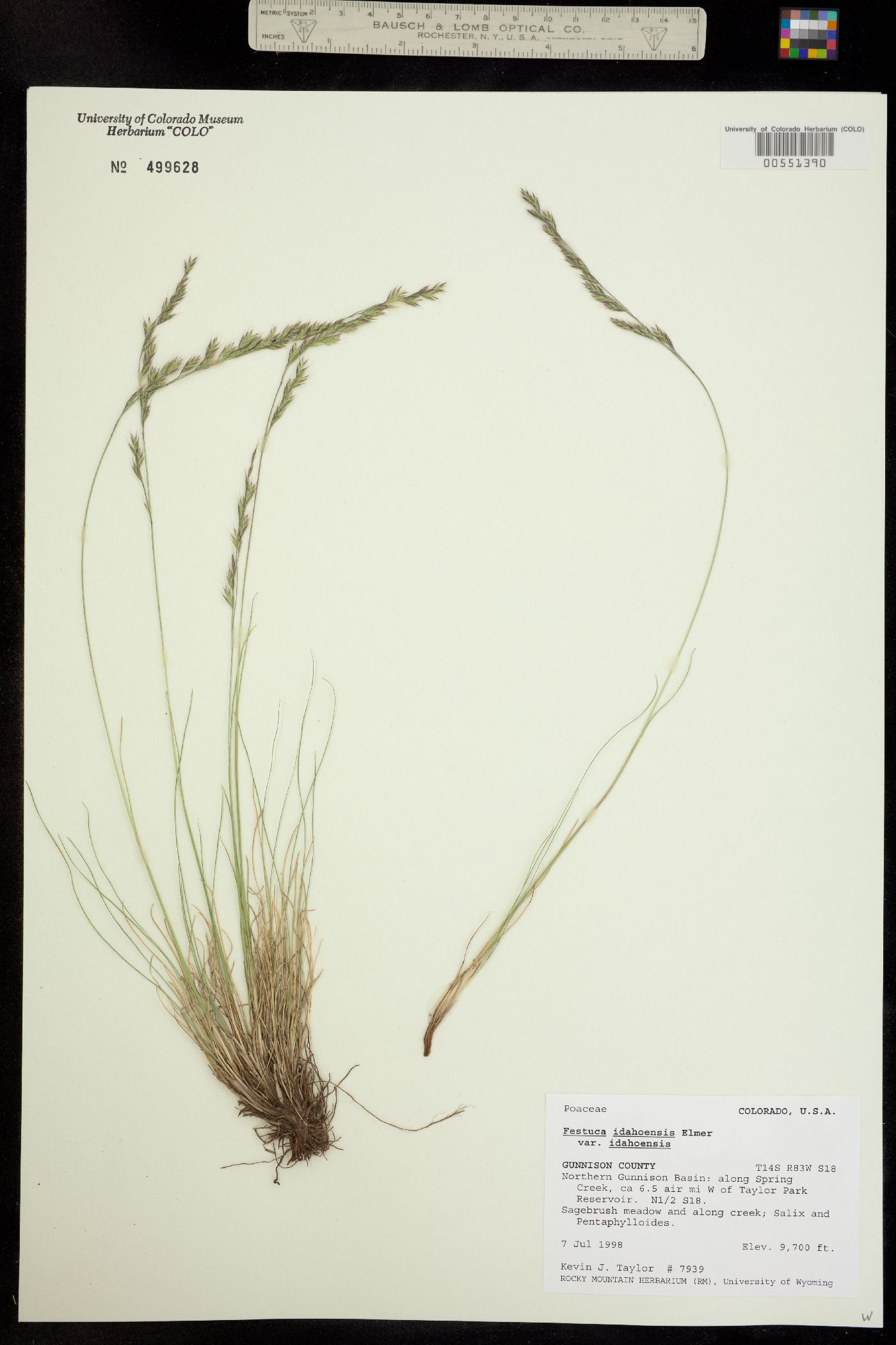 Festuca idahoensis image