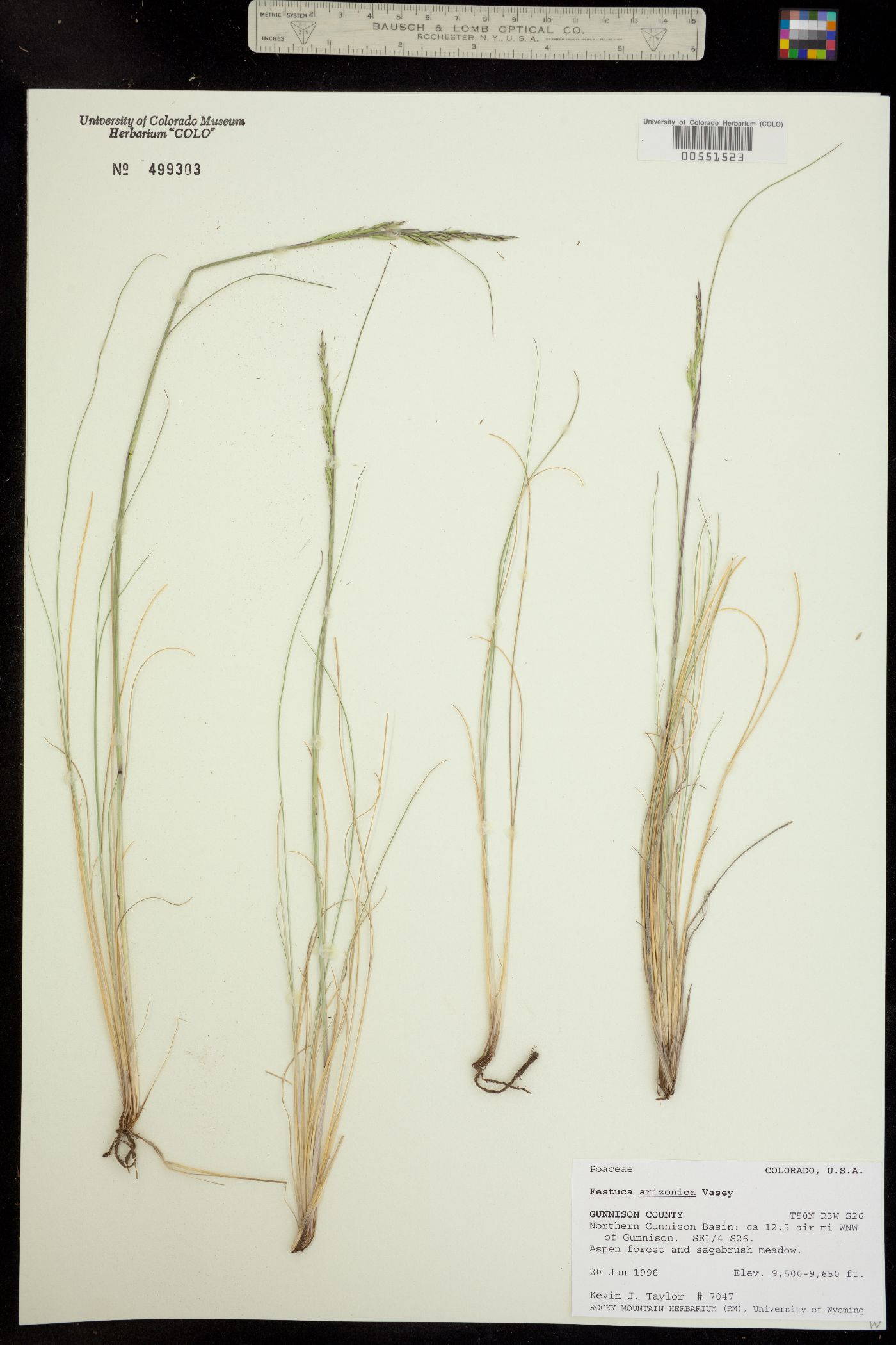 Festuca image