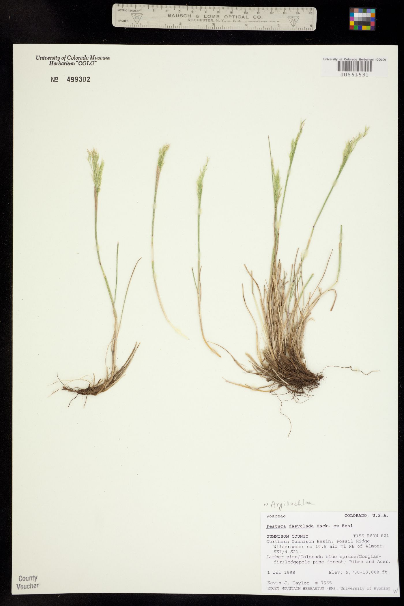 Festuca dasyclada image