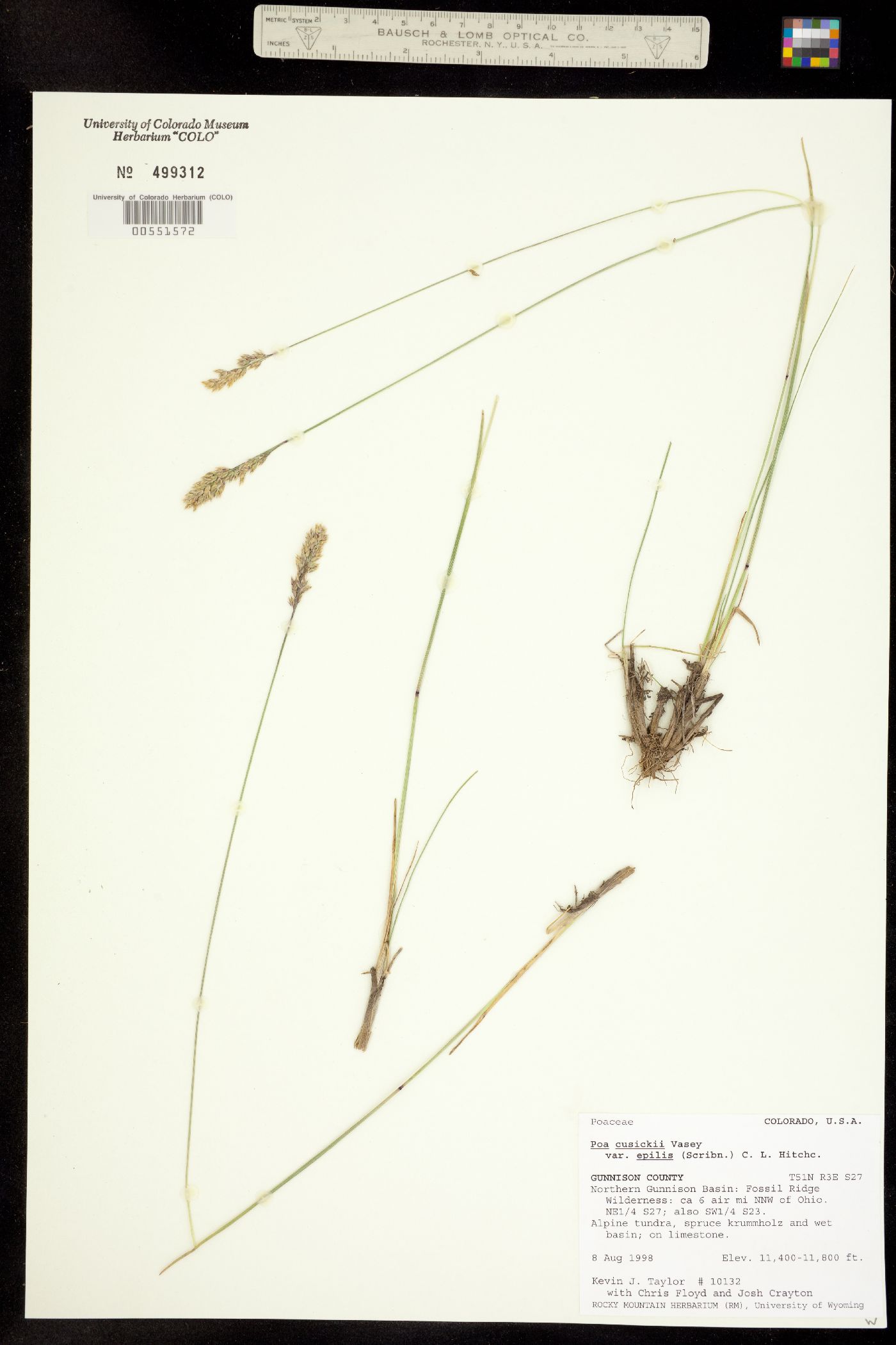 Poa cusickii ssp. epilis image