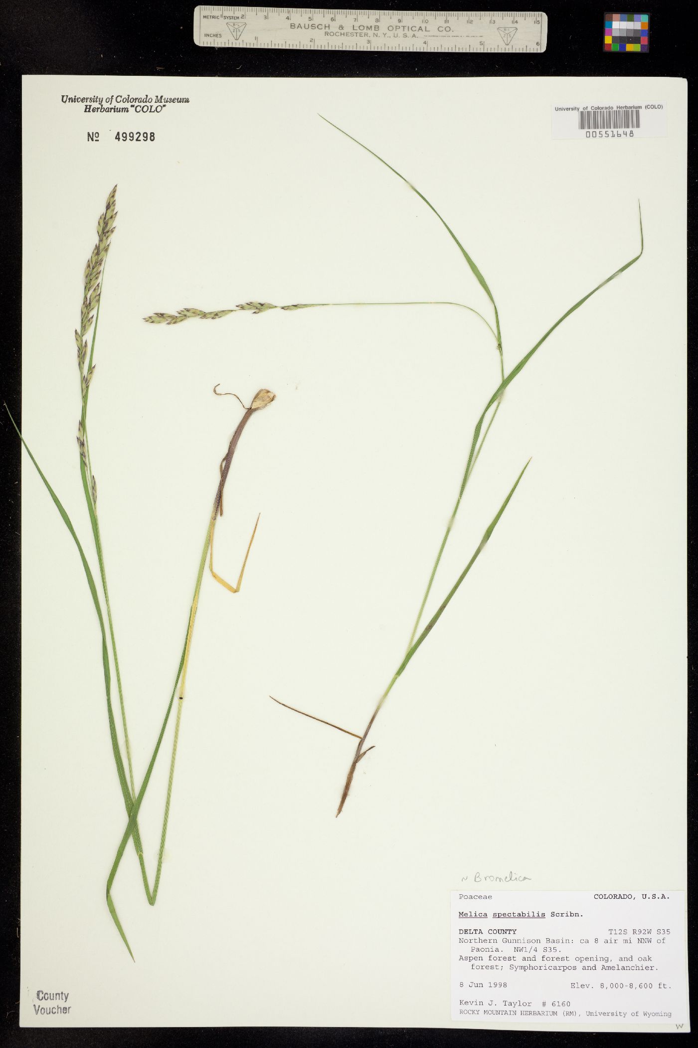 Melica image