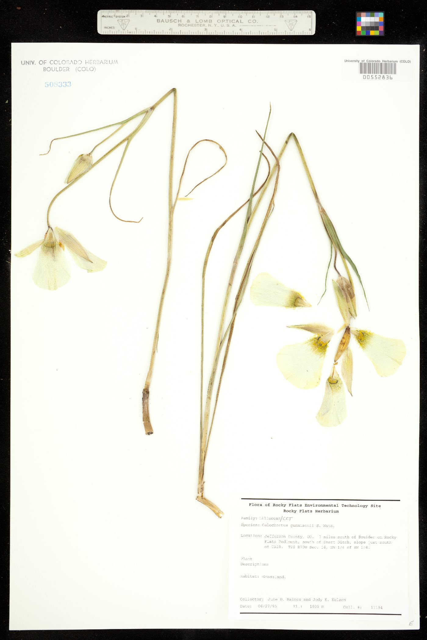Calochortus gunnisonii image