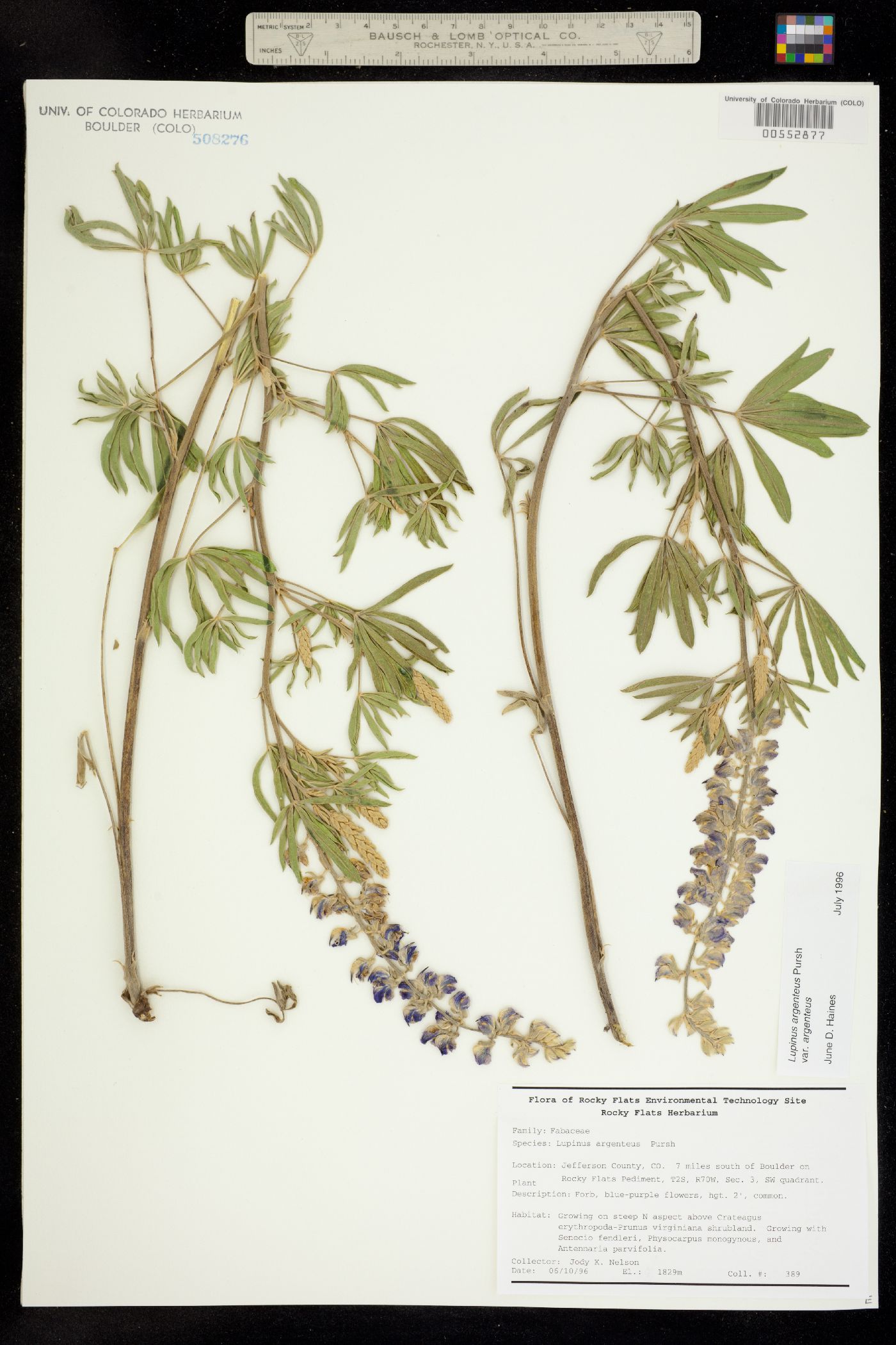 Lupinus argenteus image