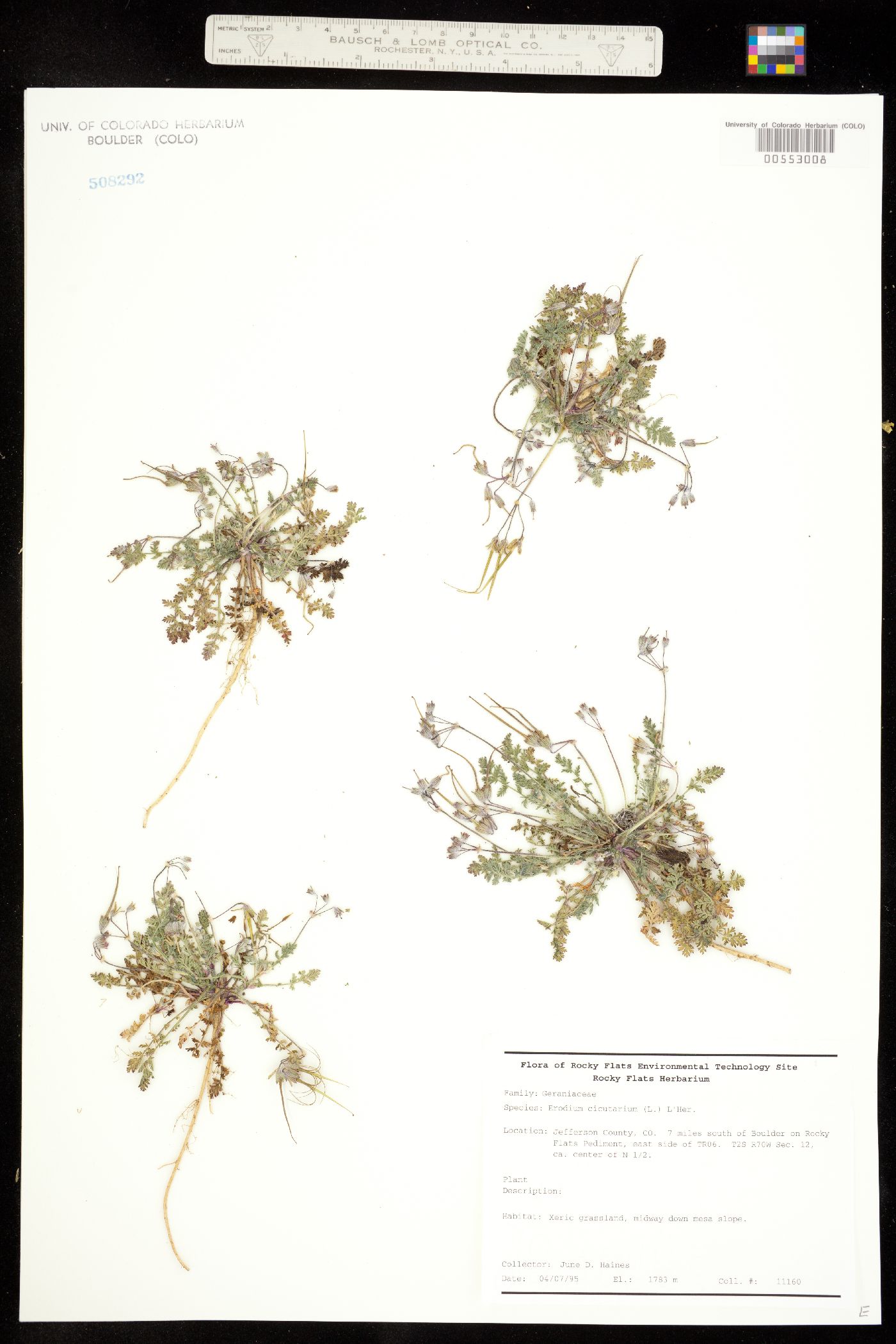 Erodium cicutarium image