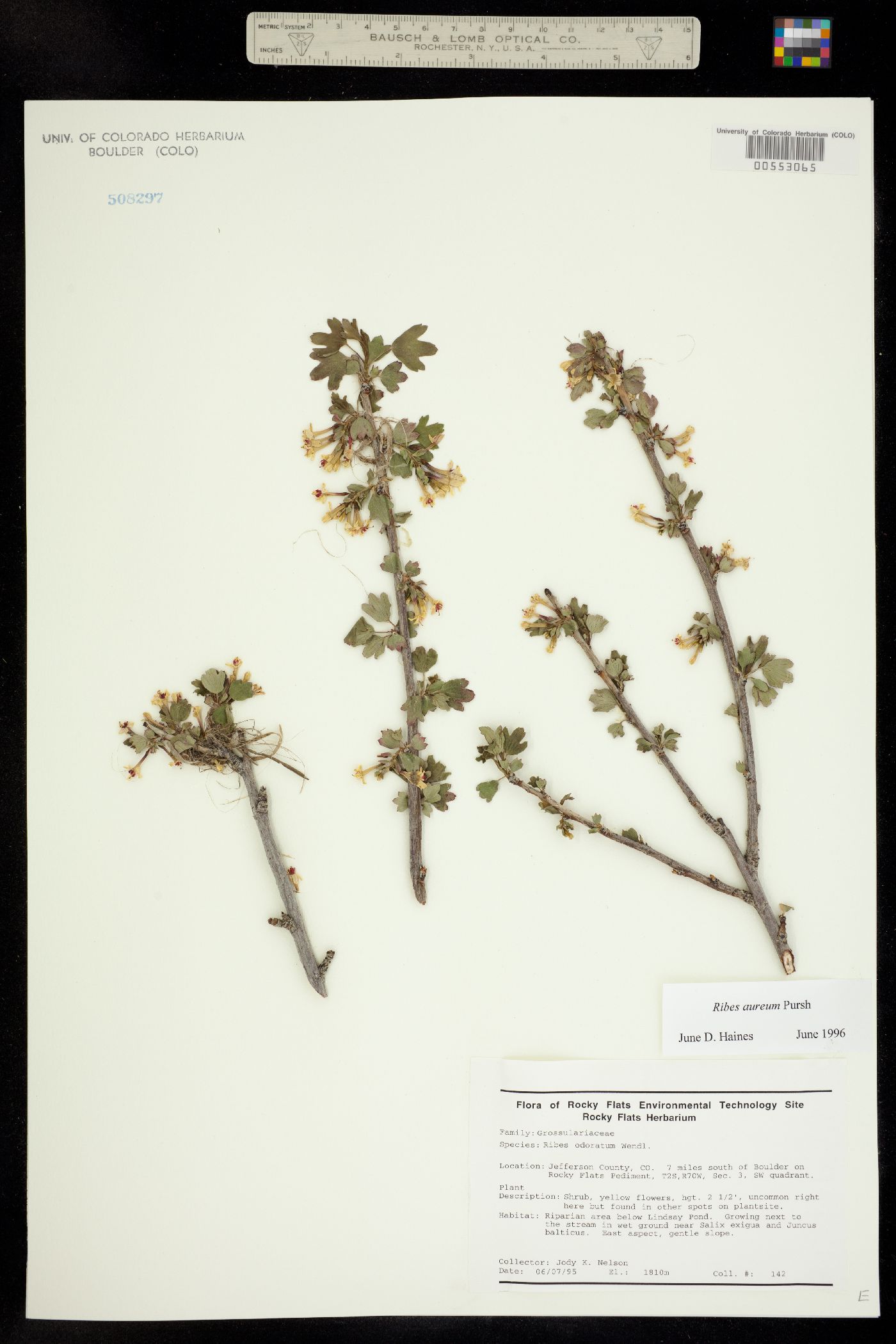 Ribes aureum image