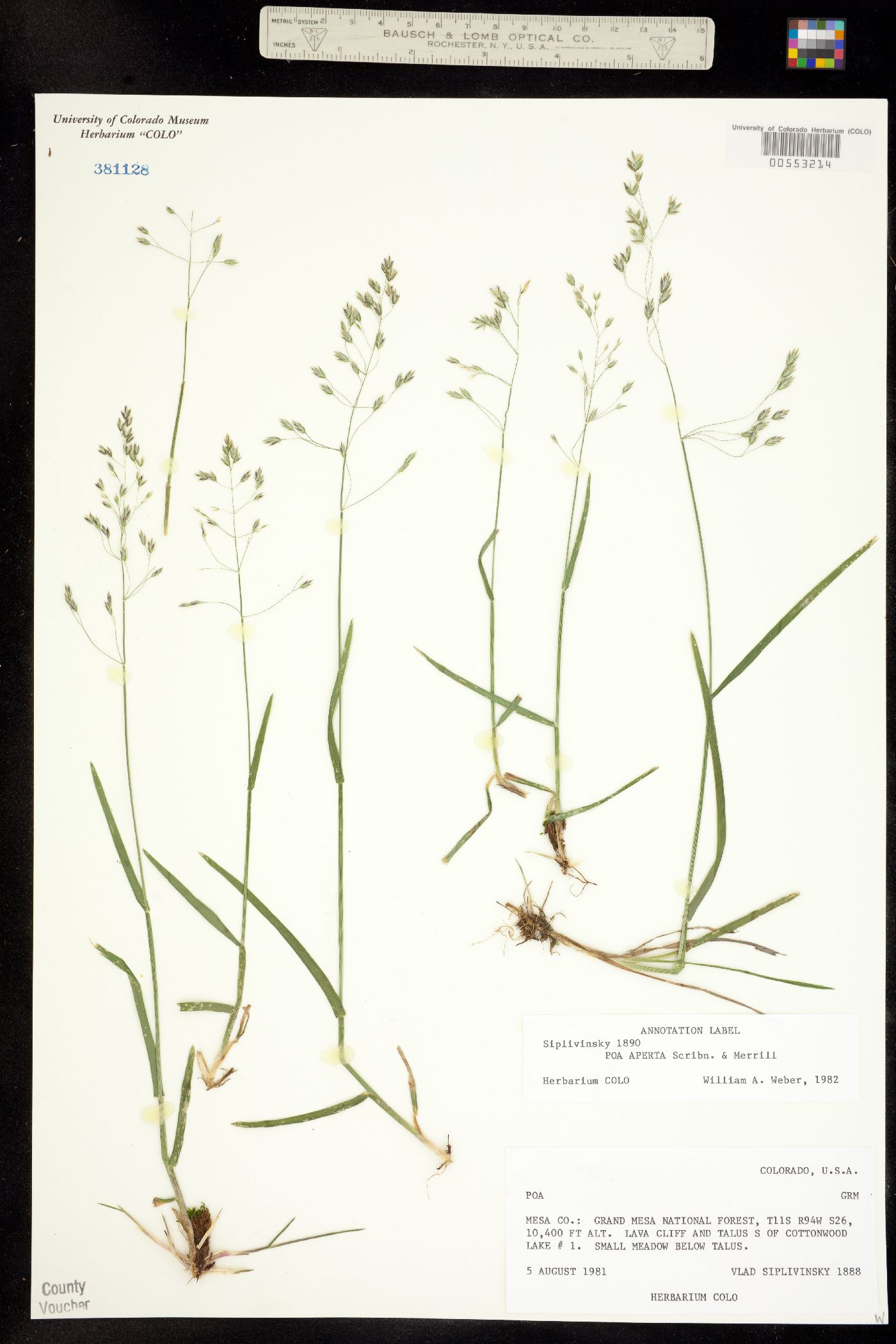 Poa arctica ssp. aperta image