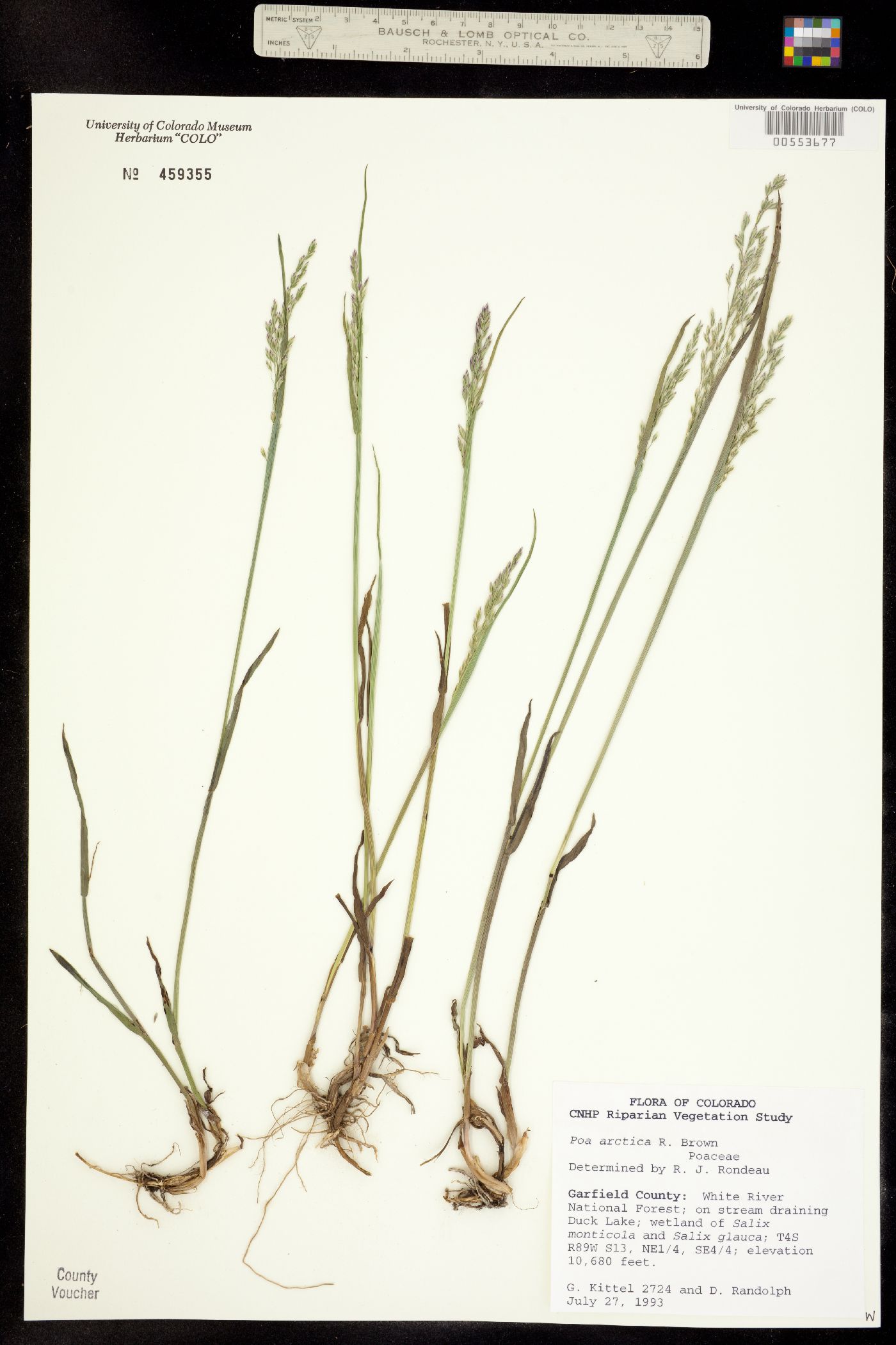 Poa arctica image