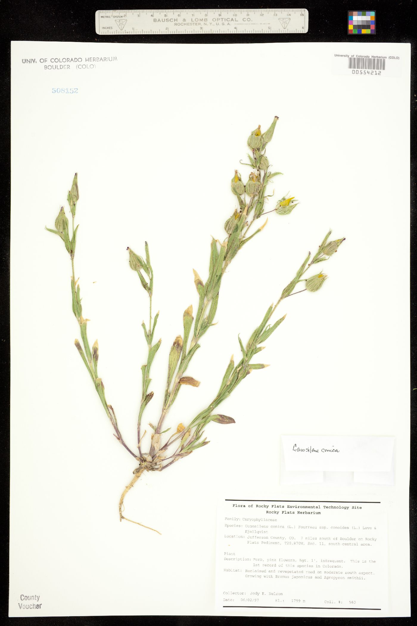 Conosilene conica image
