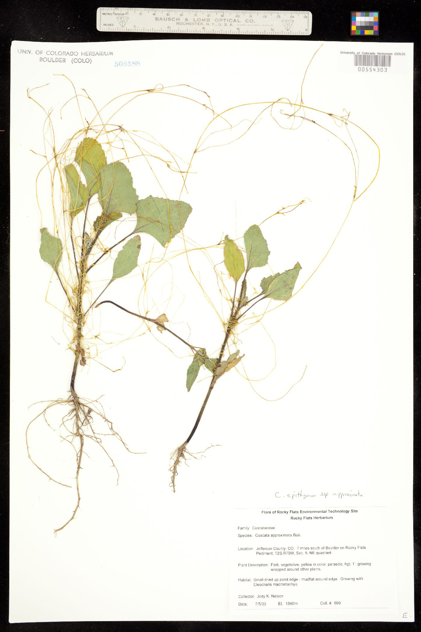 Cuscuta approximata image