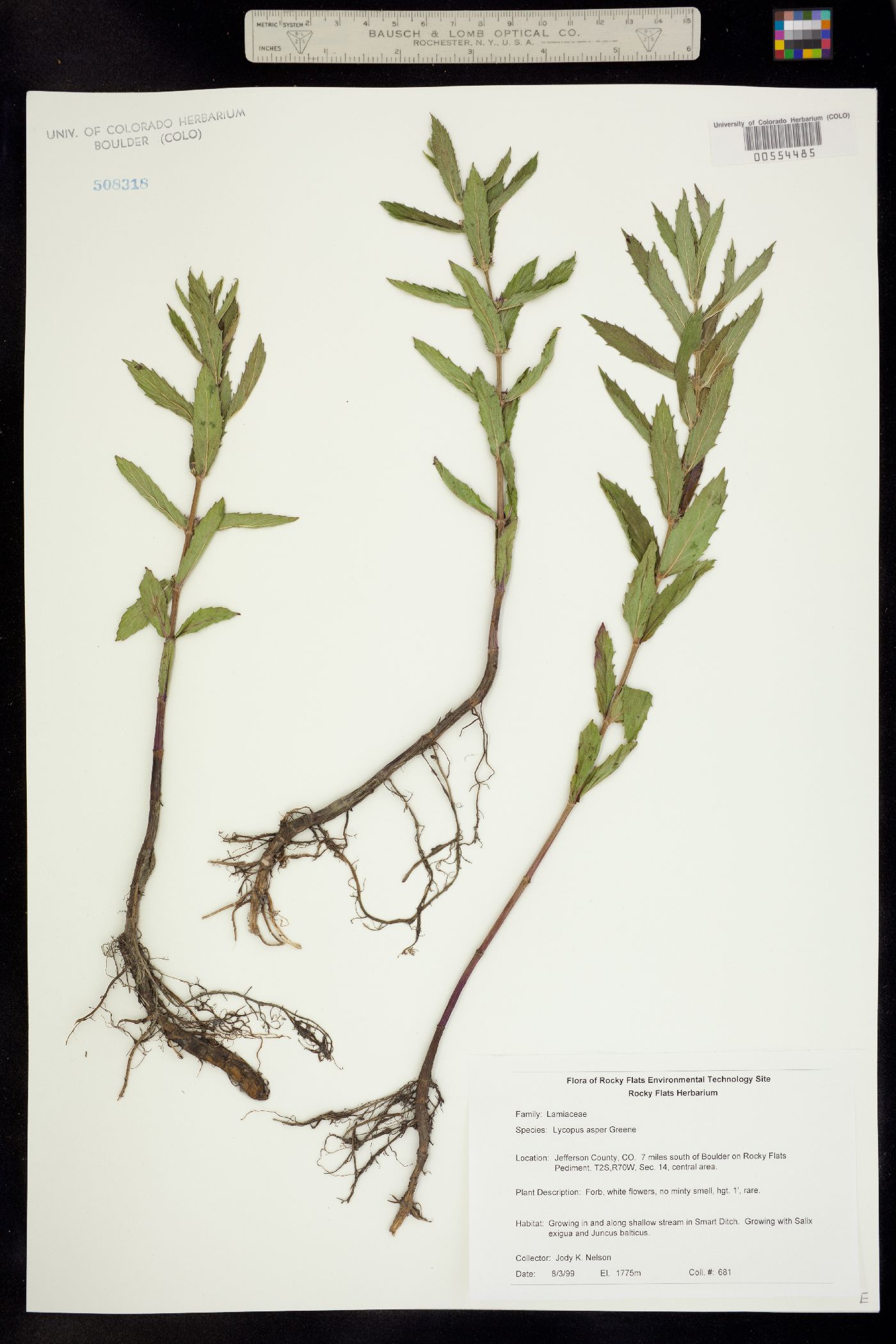 Lycopus asper image