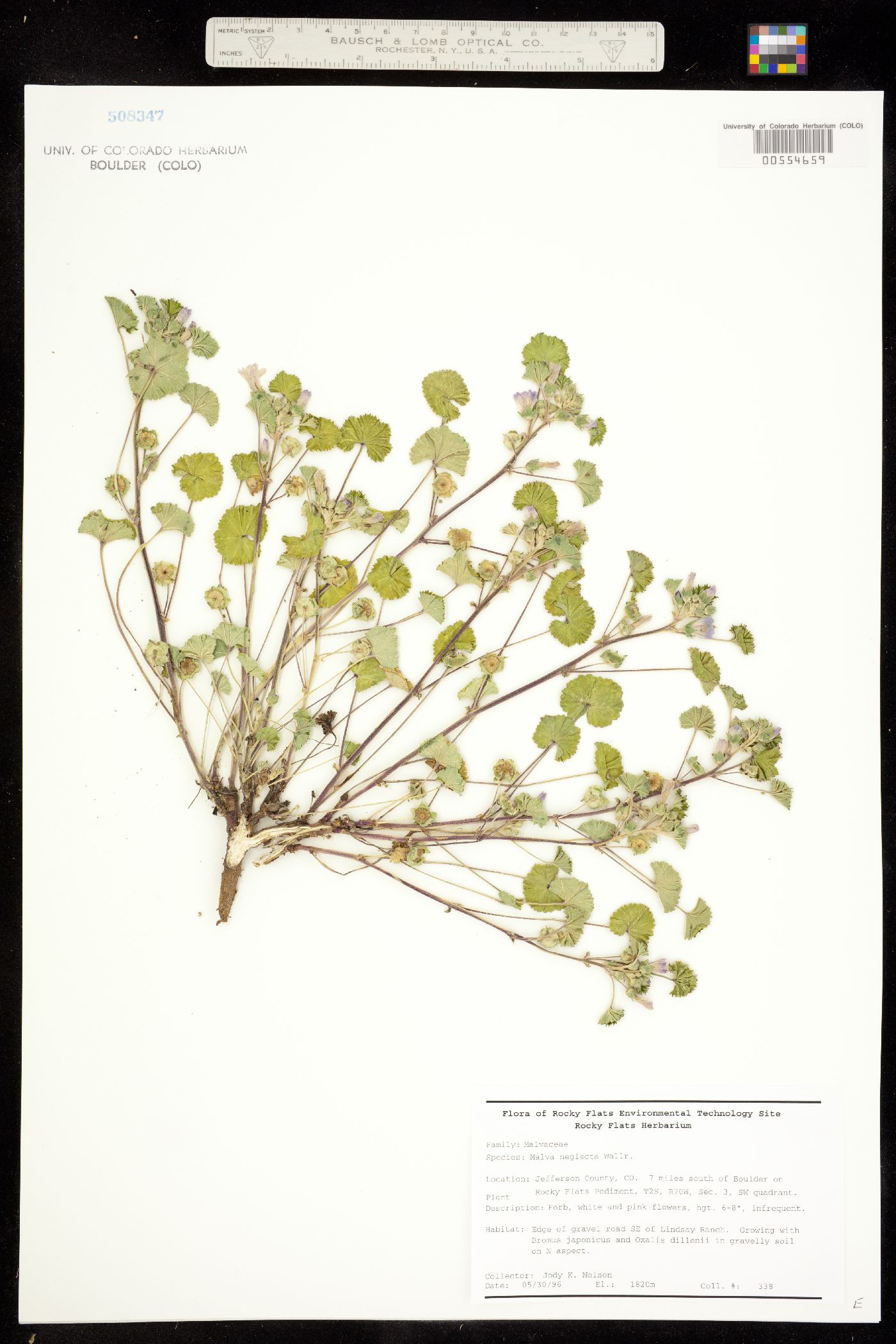 Malvaceae image