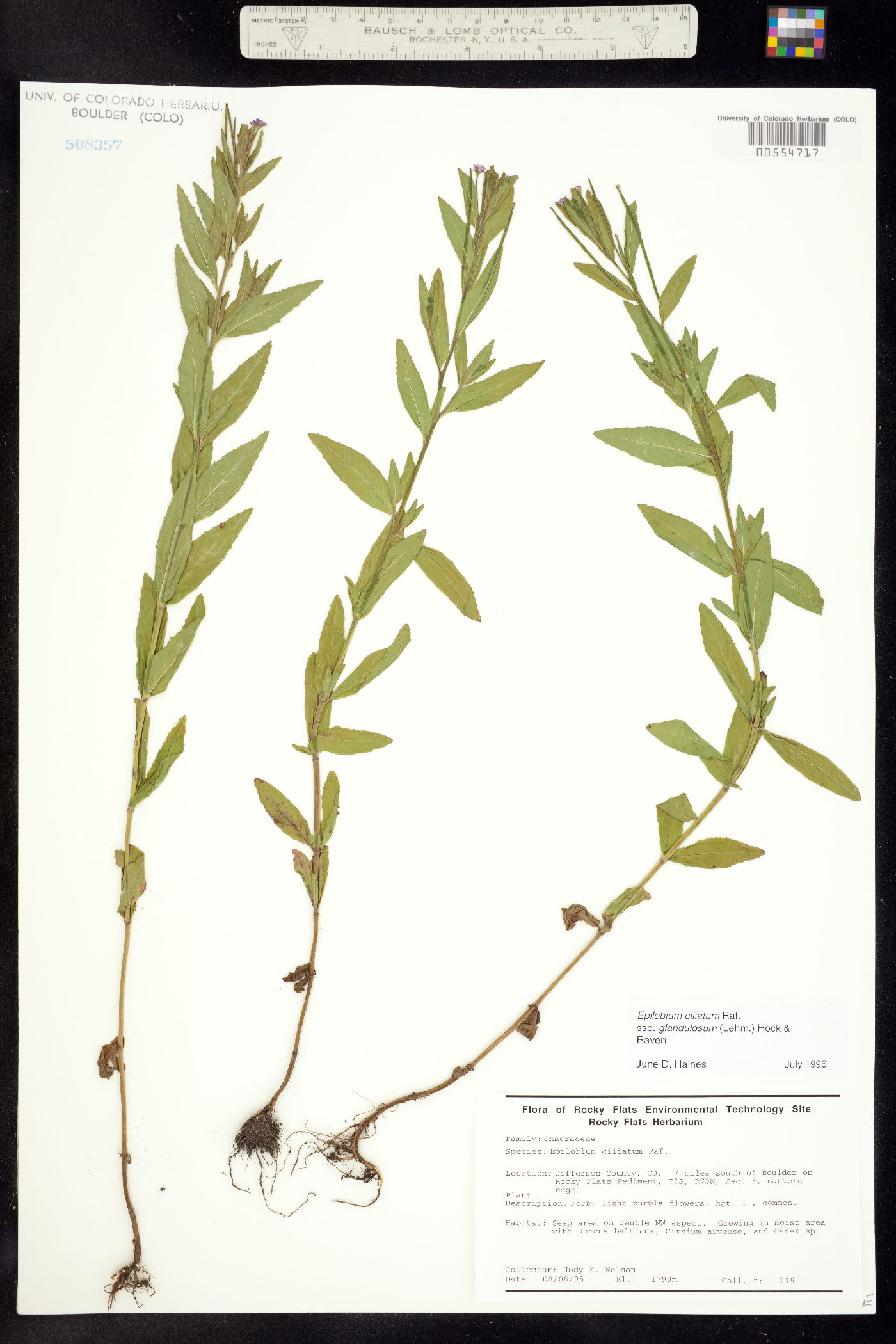 Epilobium ciliatum ssp. glandulosum image
