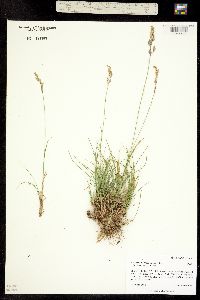 Poa cusickii ssp. epilis image