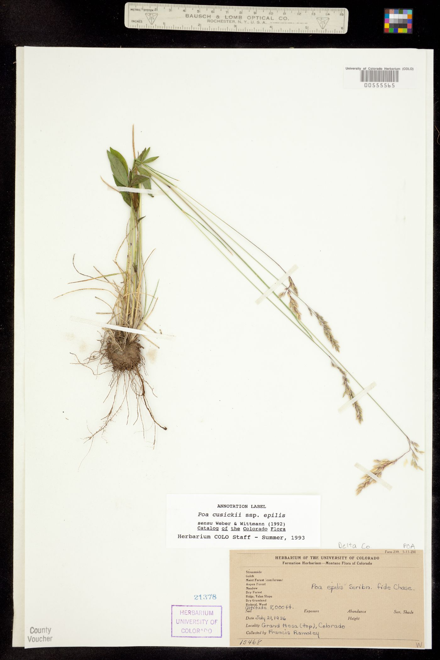 Poa cusickii ssp. epilis image