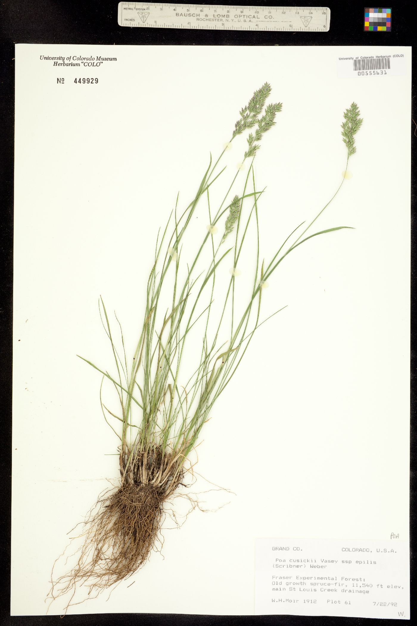 Poa cusickii ssp. epilis image