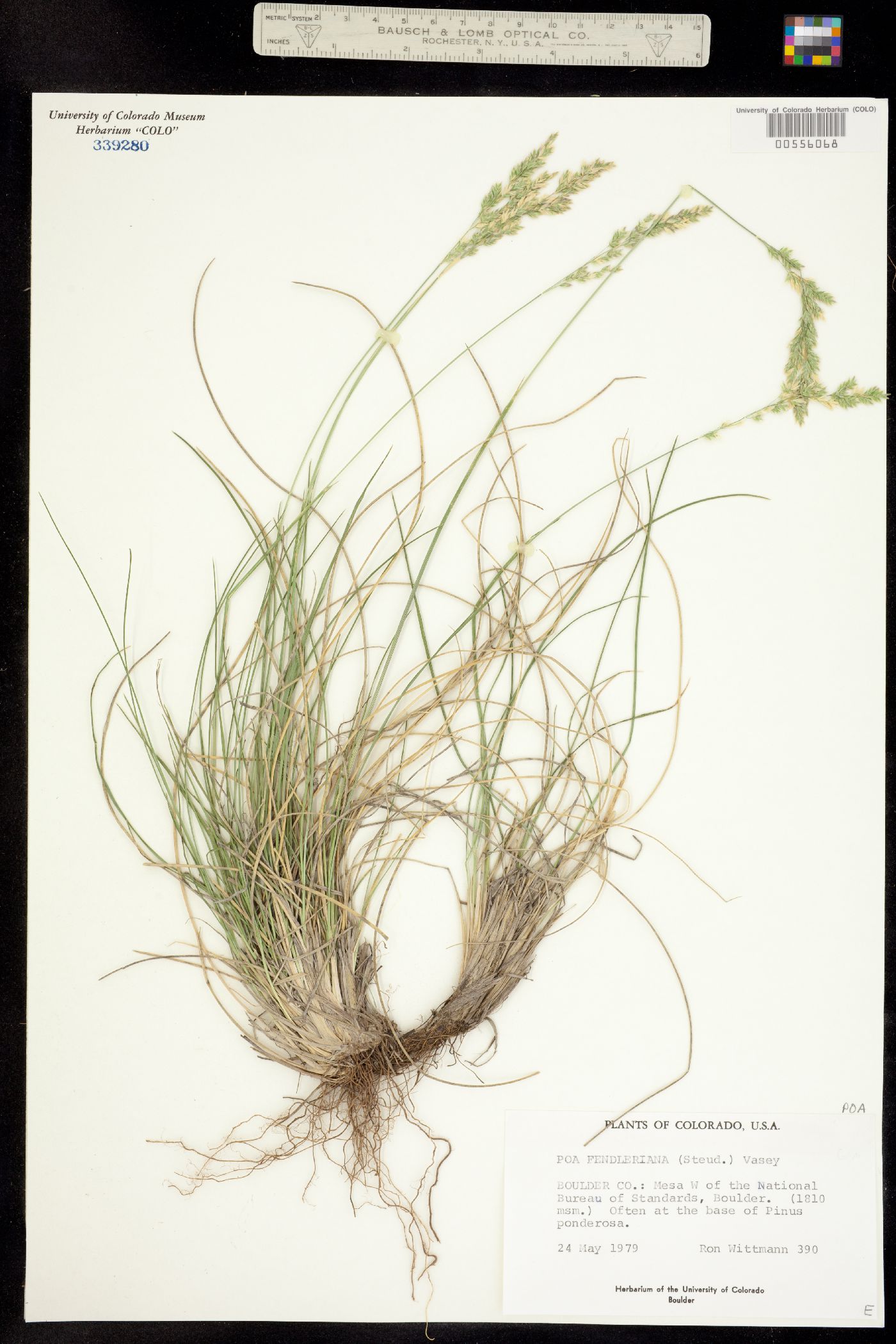 Poa fendleriana image