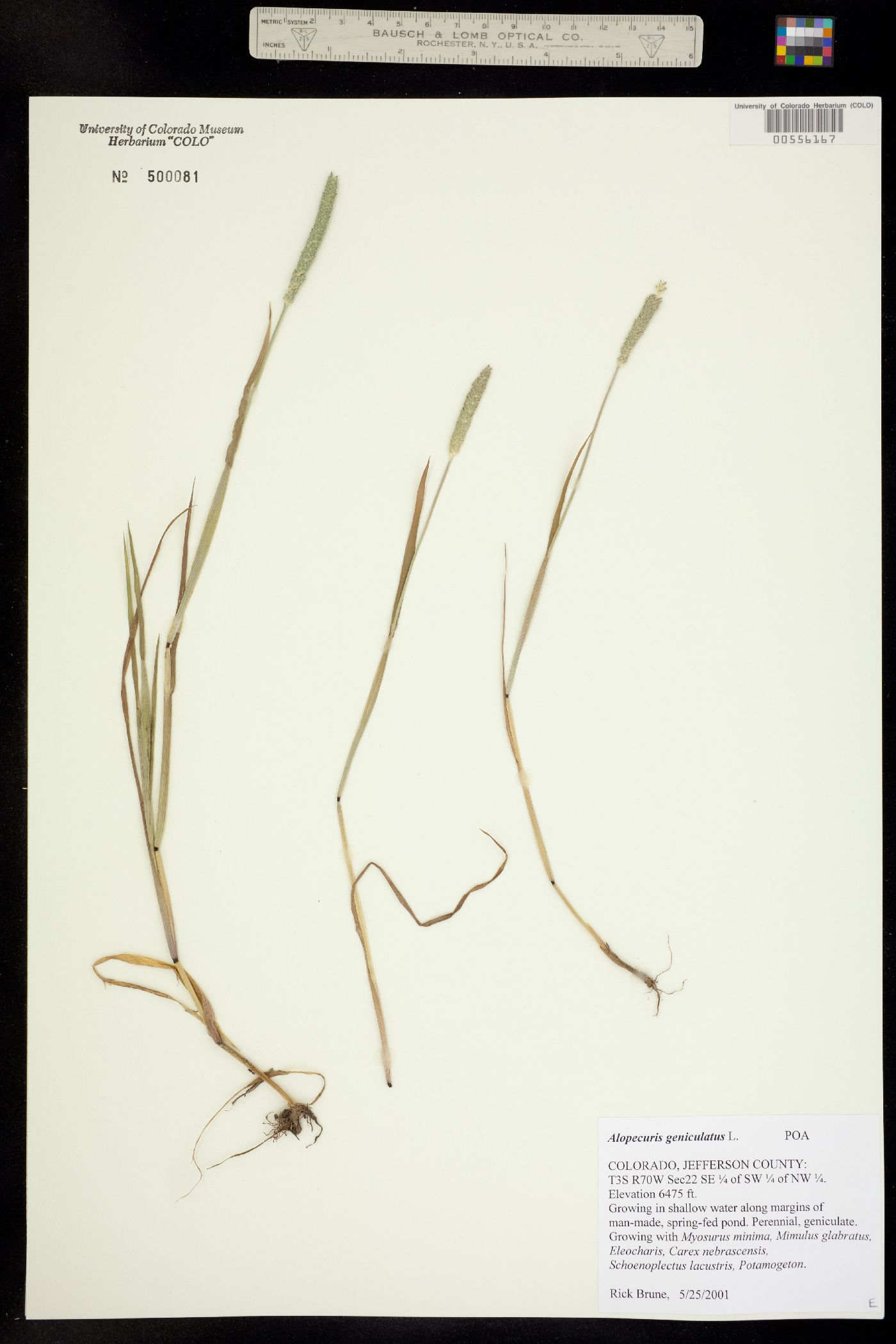 Alopecurus geniculatus image