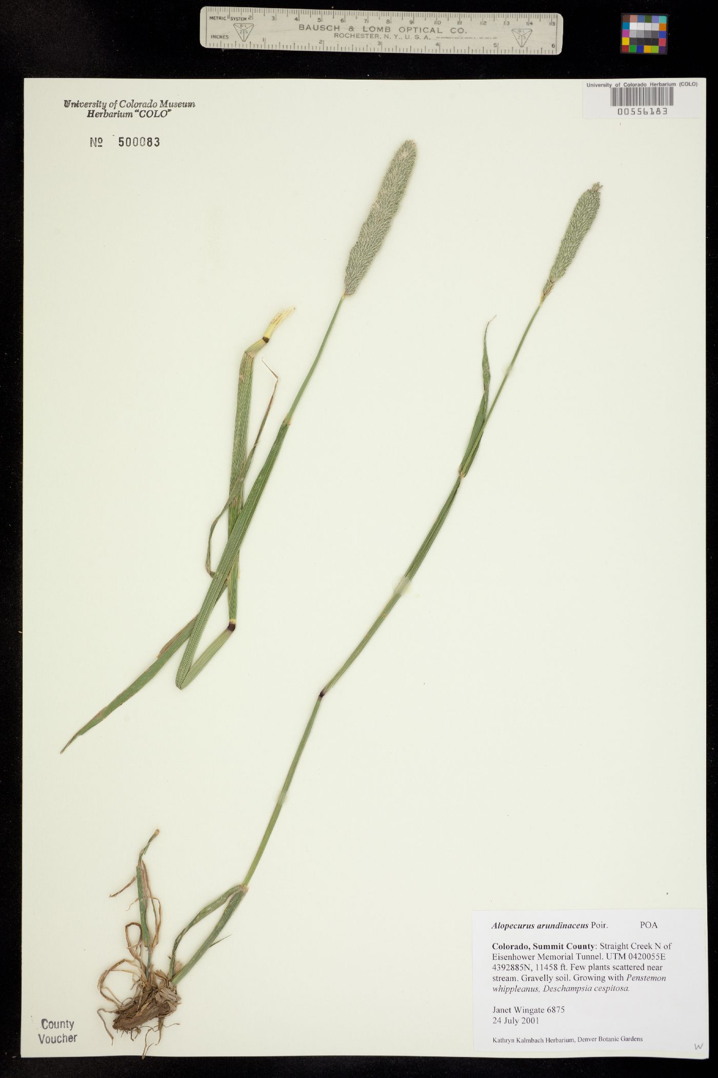 Alopecurus arundinaceus image