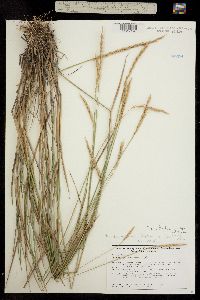 Elymus trachycaulus ssp. subsecundus image