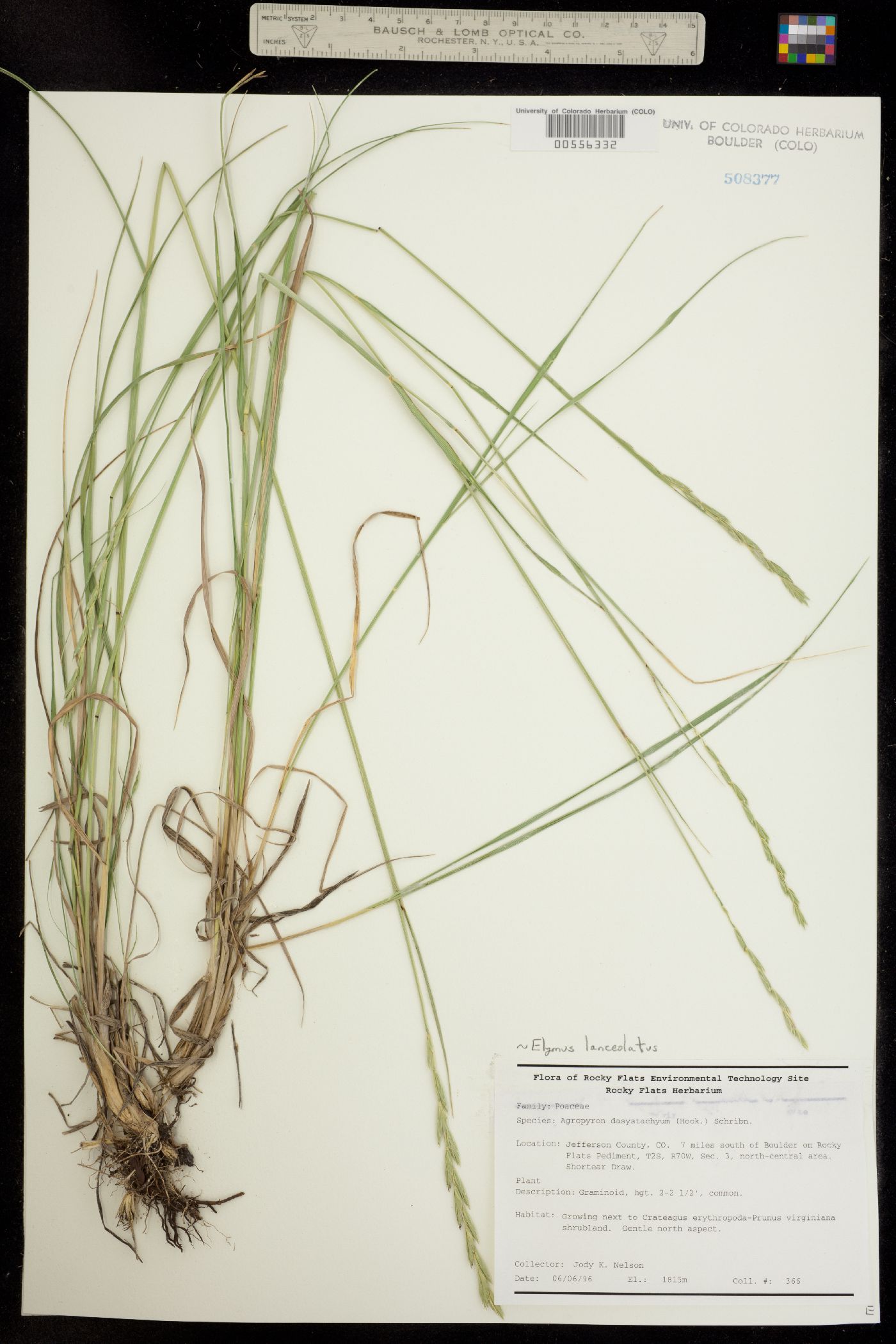 Elymus lanceolatus image