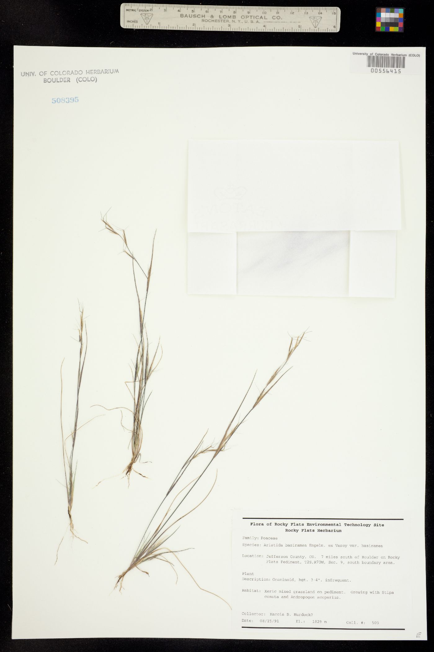 Aristida basiramea image