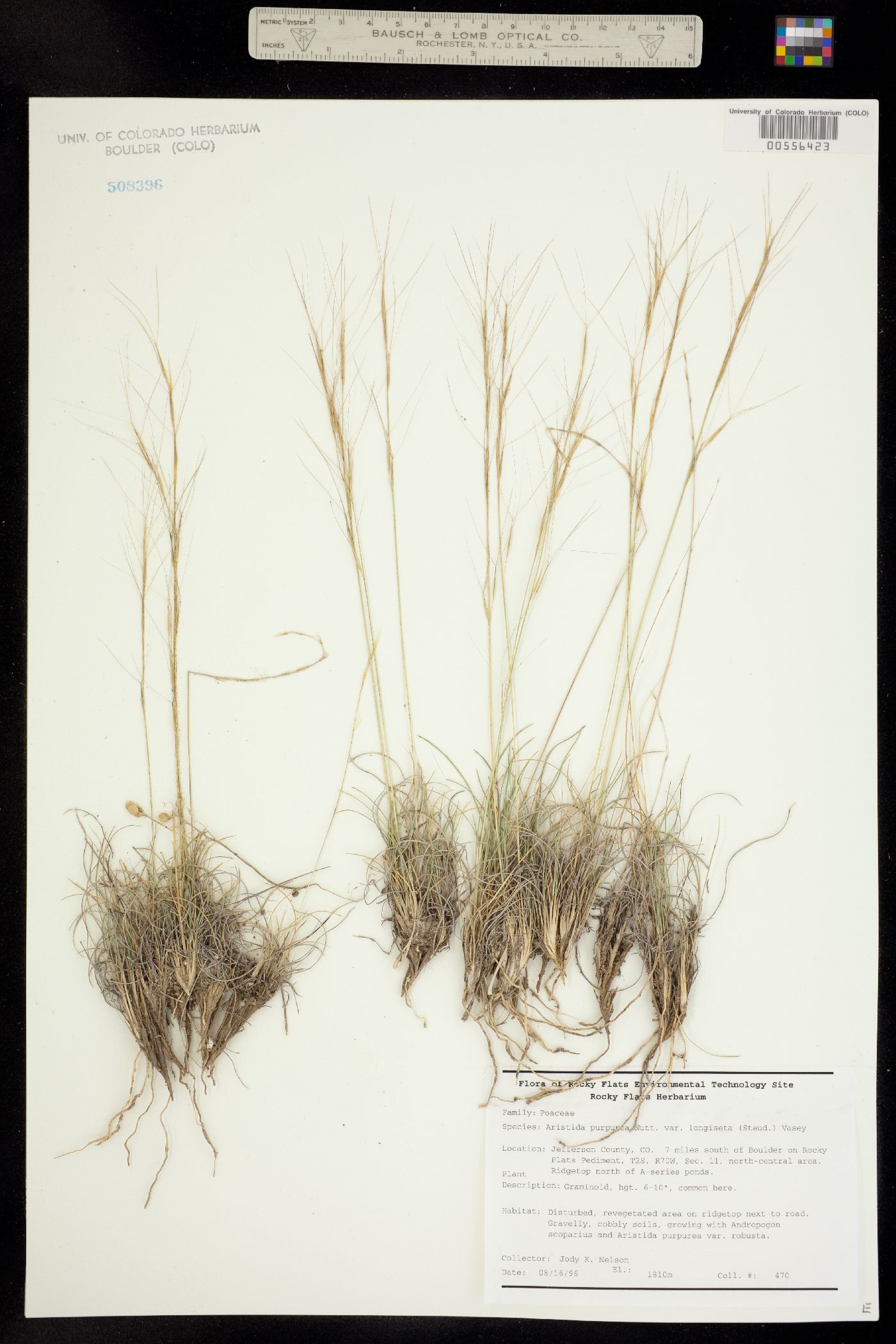 Aristida purpurea var. longiseta image