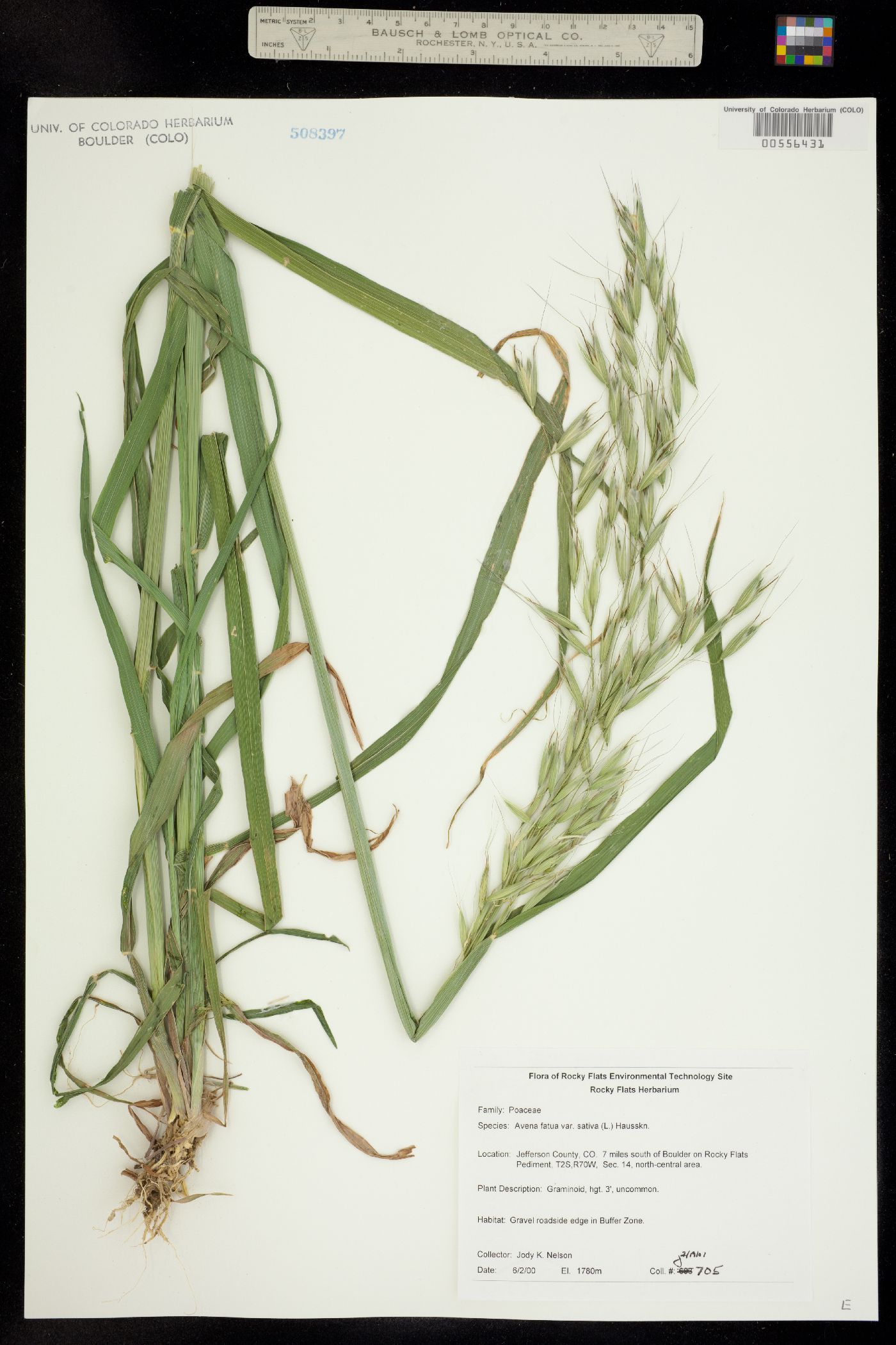 Avena fatua image