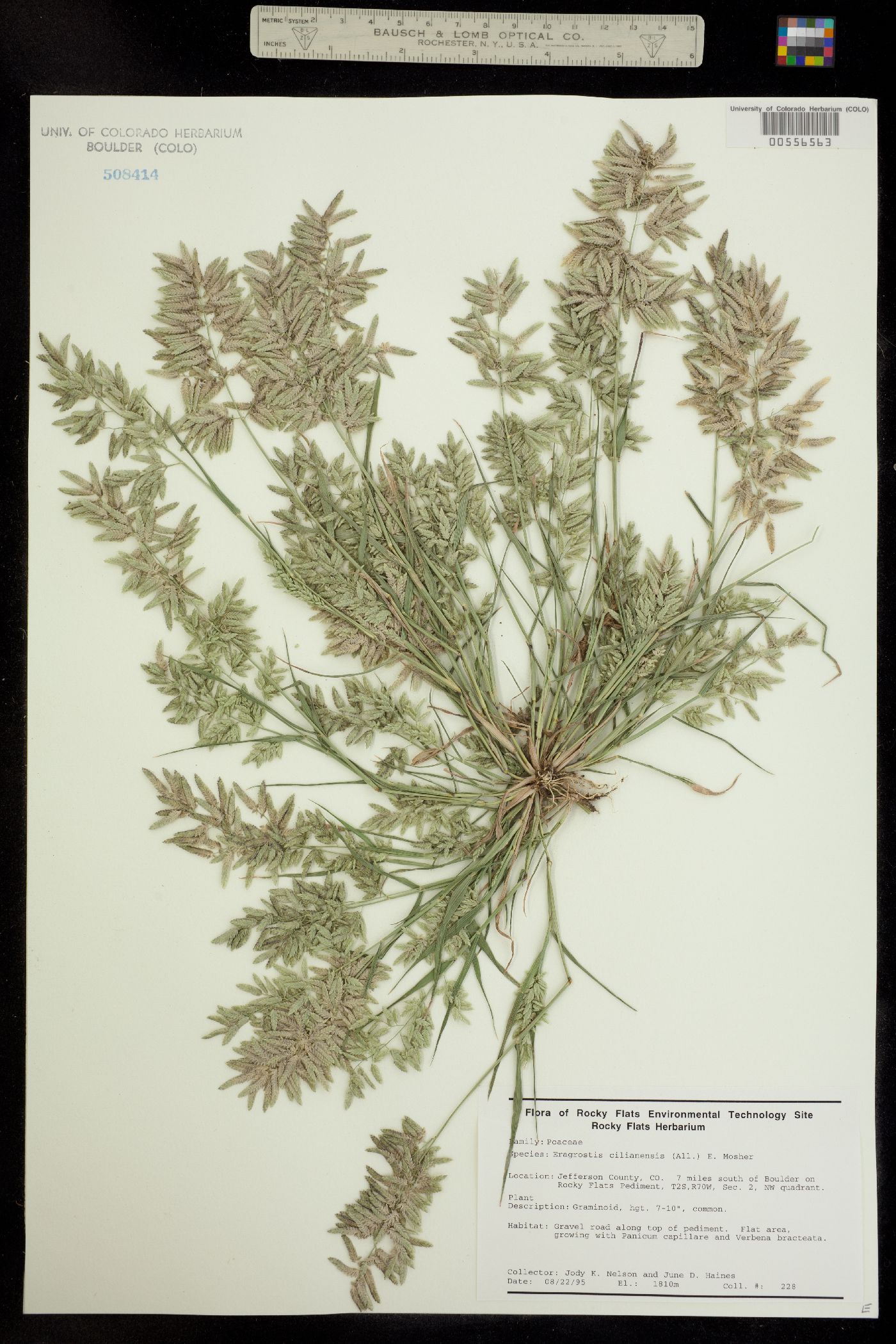 Eragrostis cilianensis image