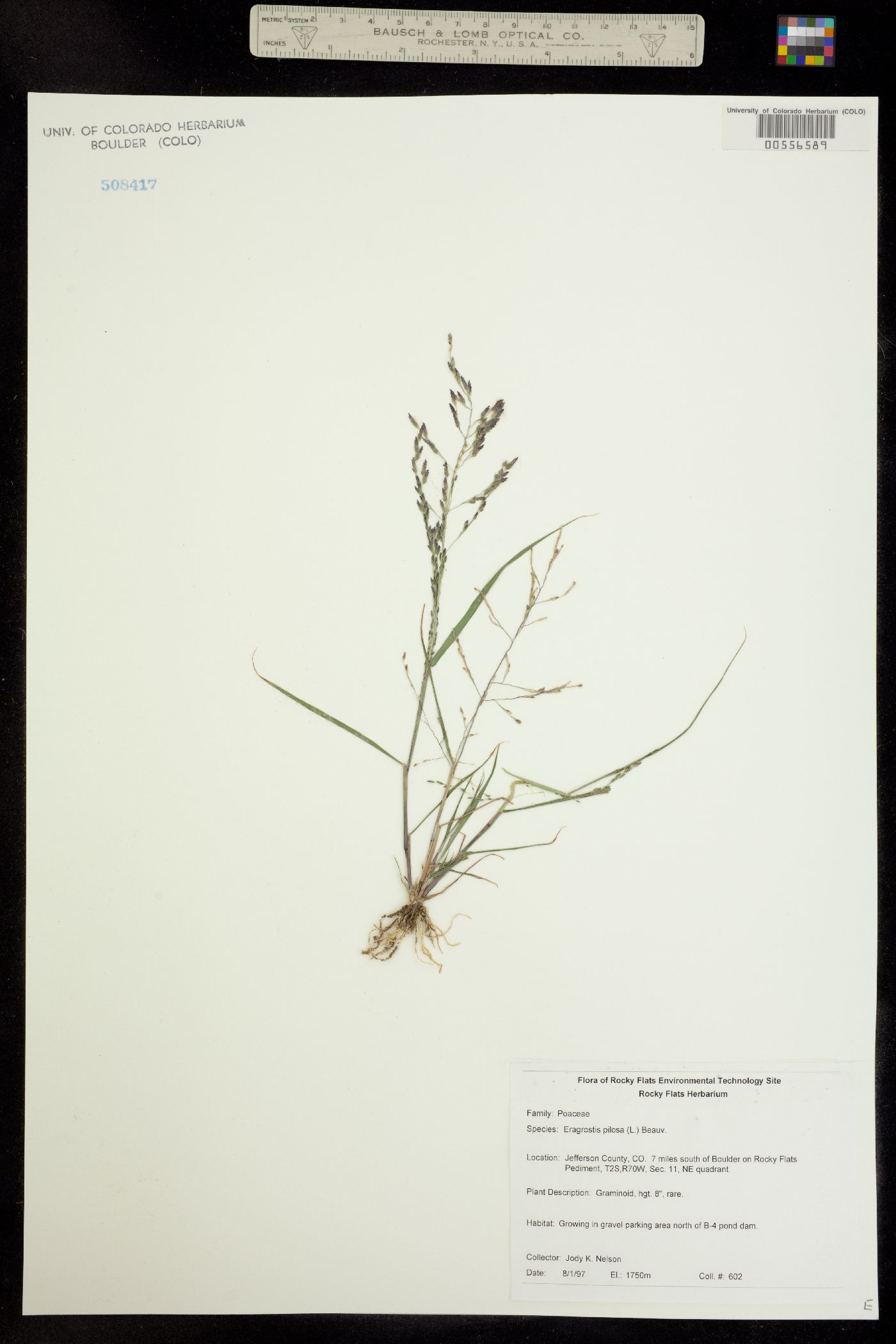 Eragrostis pilosa image