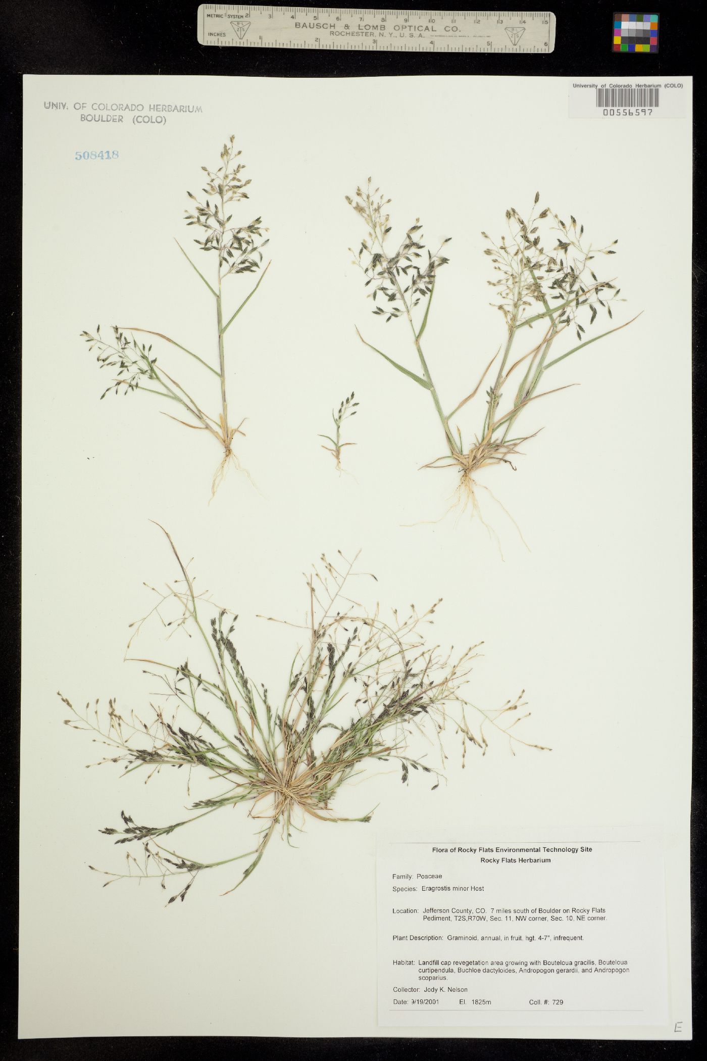 Eragrostis minor image